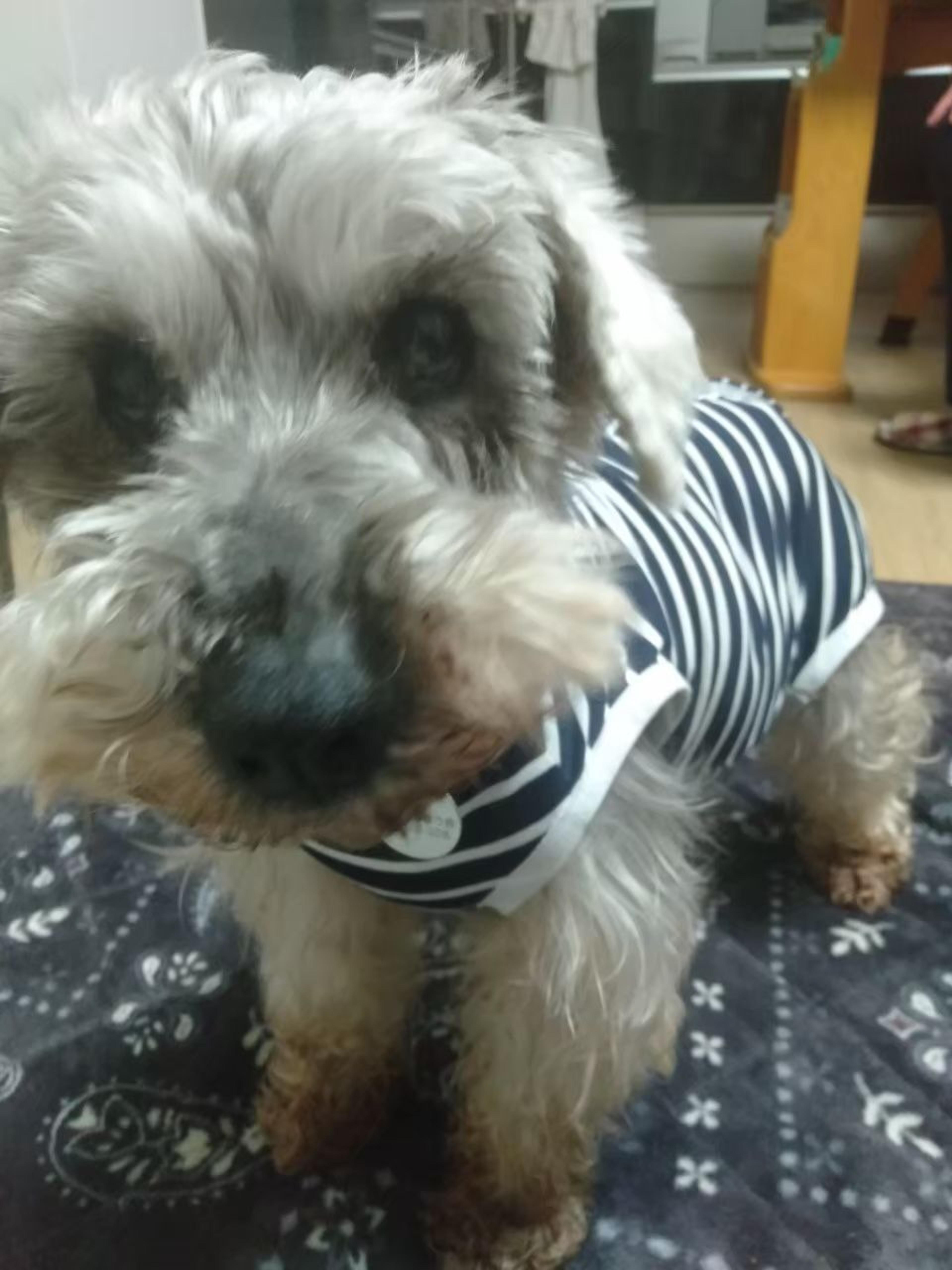 pet-image-8