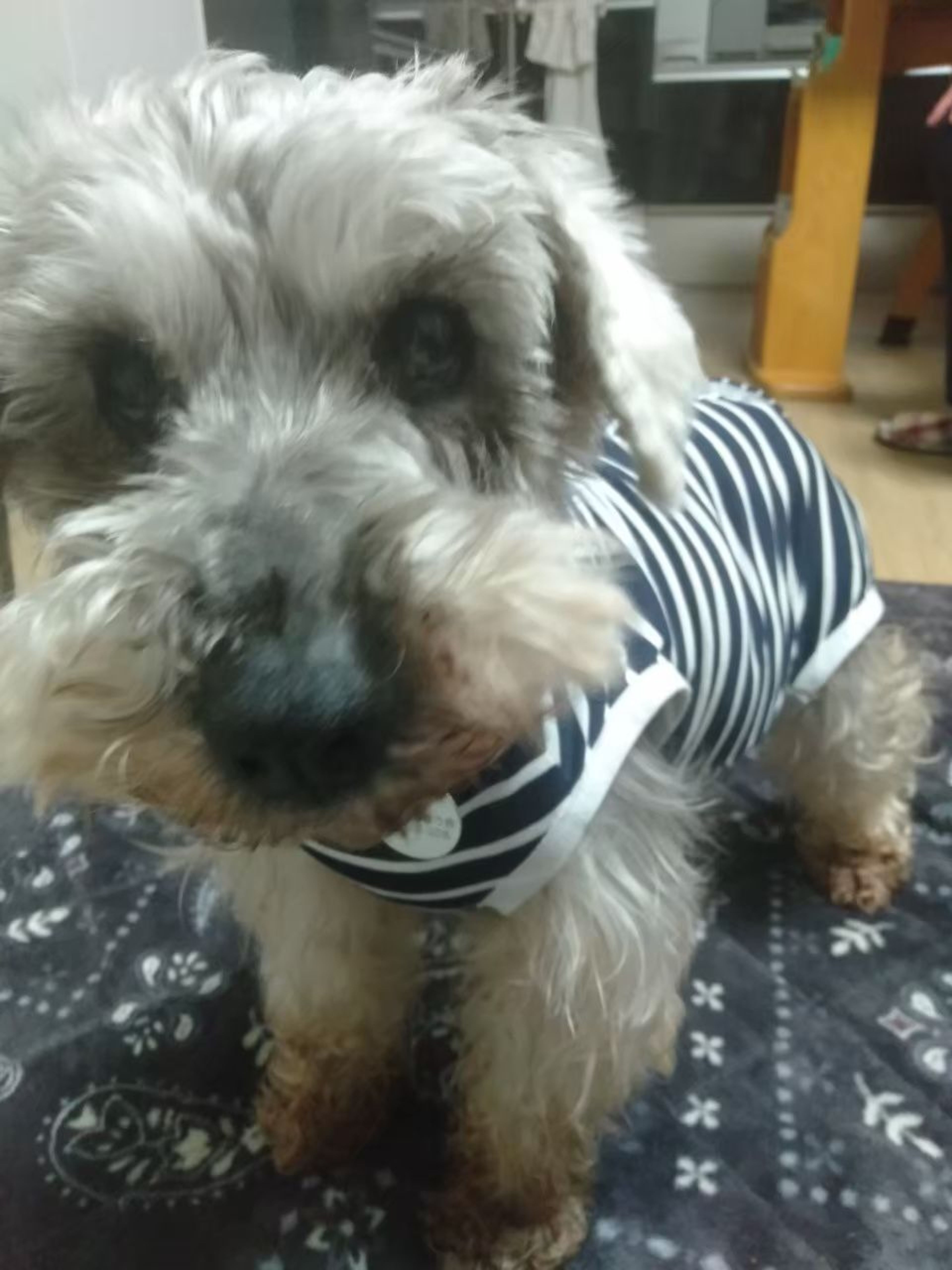 pet-image-8