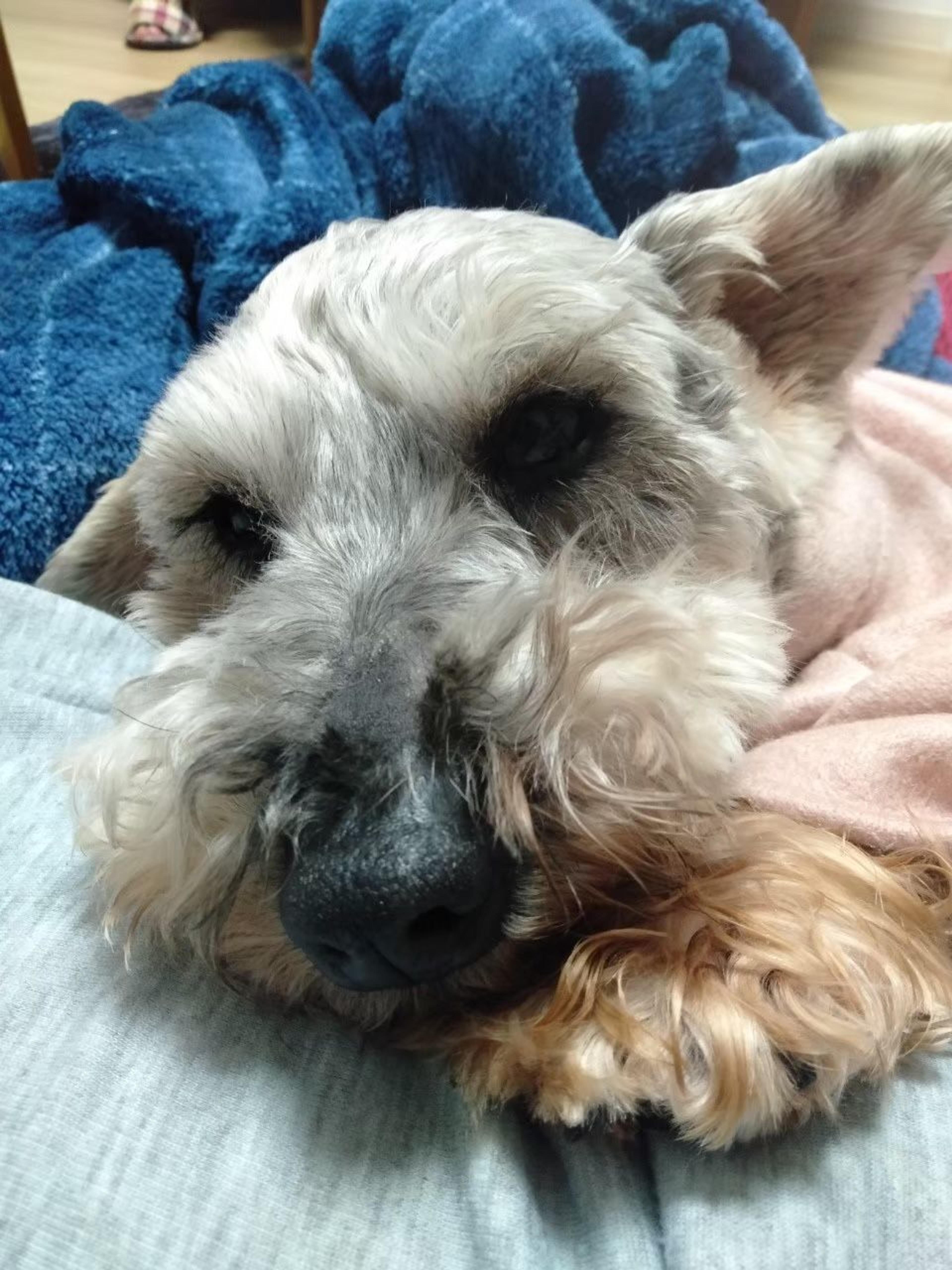 pet-image-9