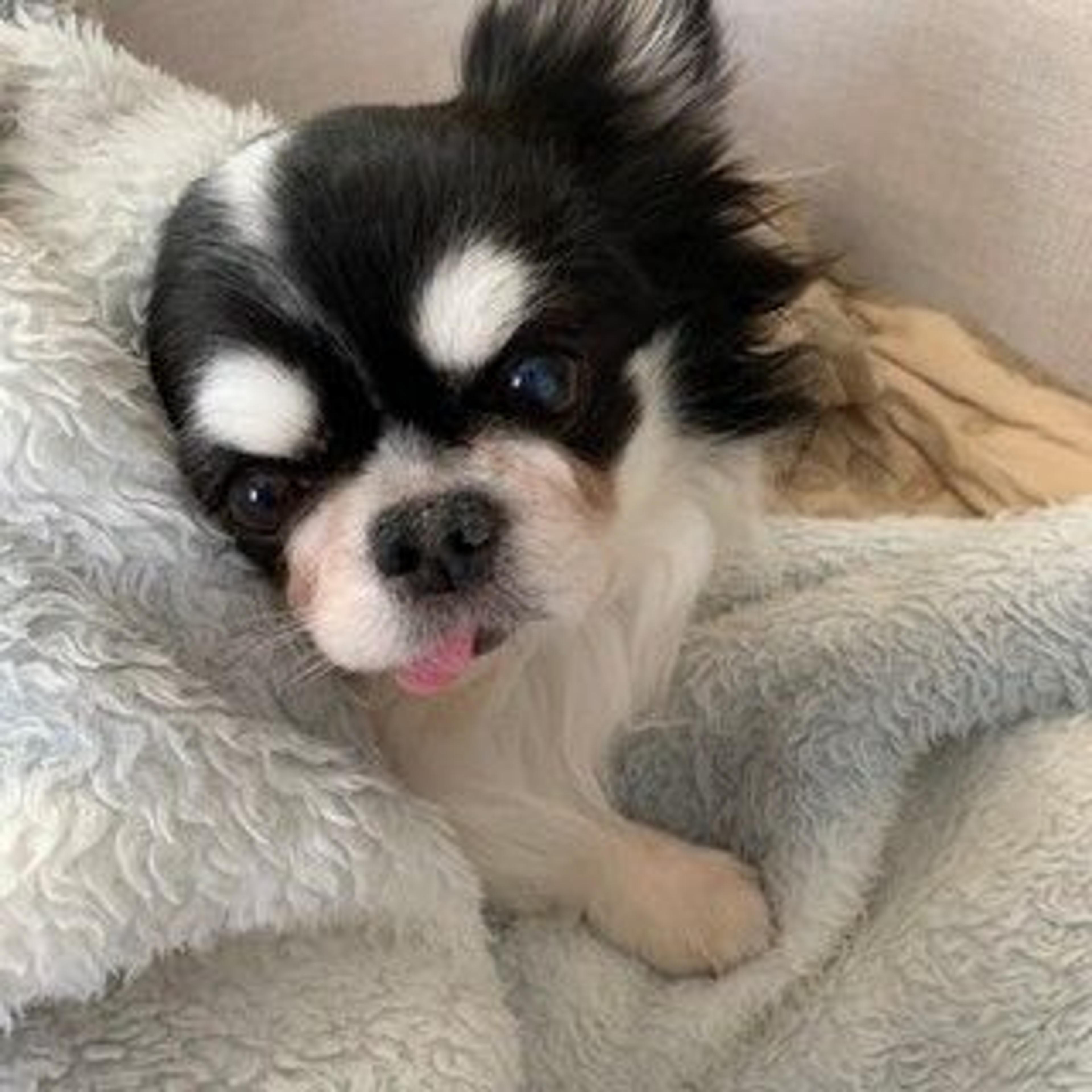 pet-image-2