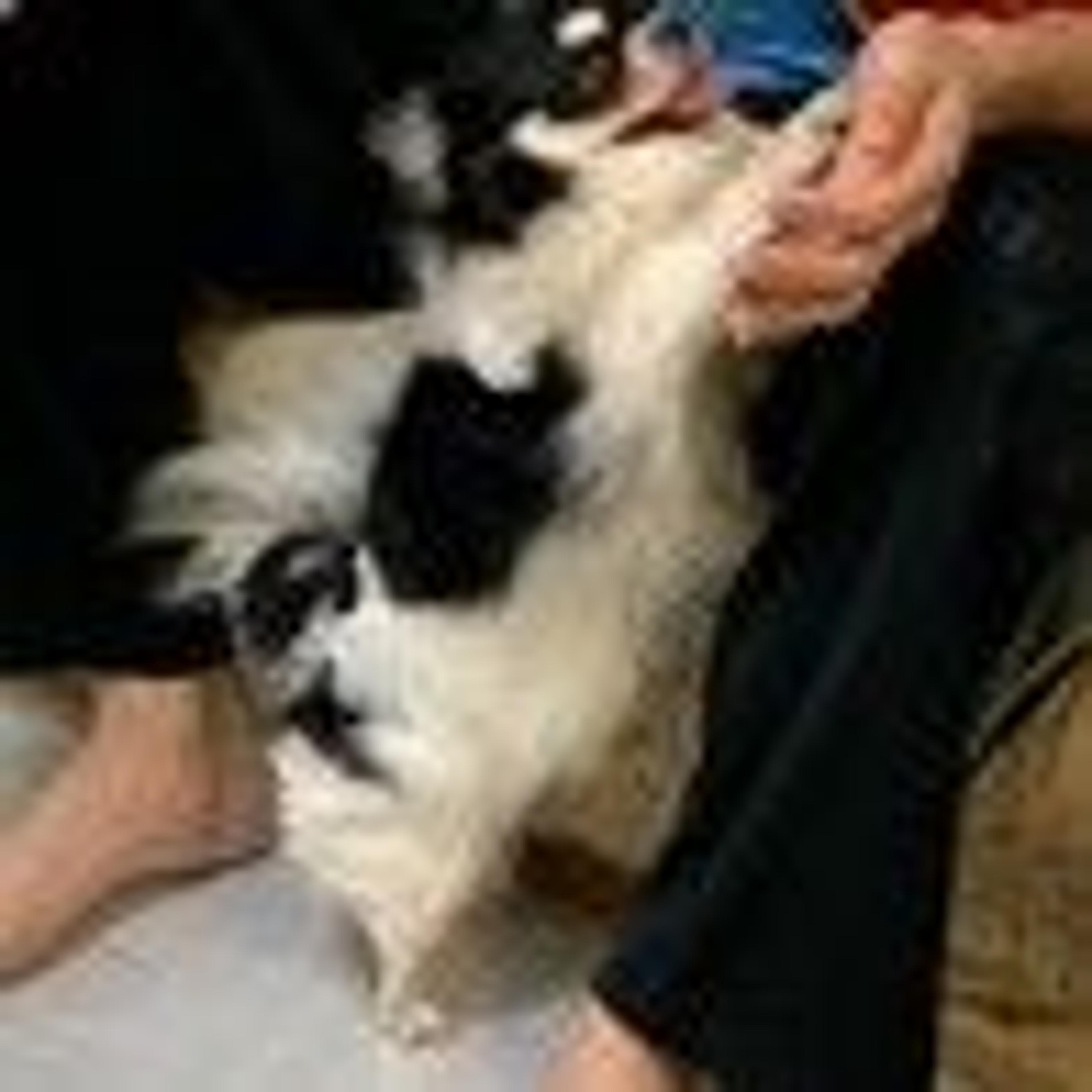 pet-image-3