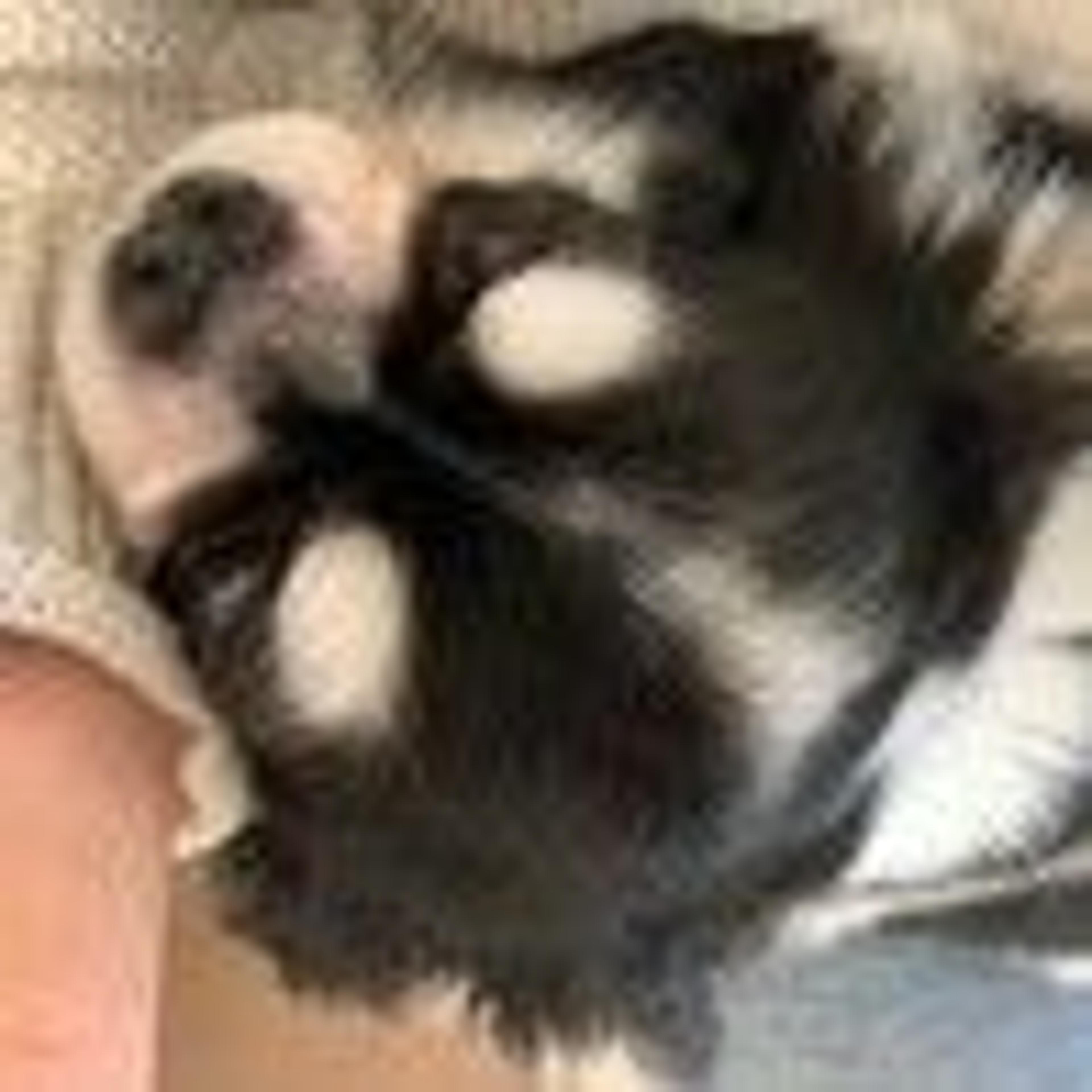 pet-image-4