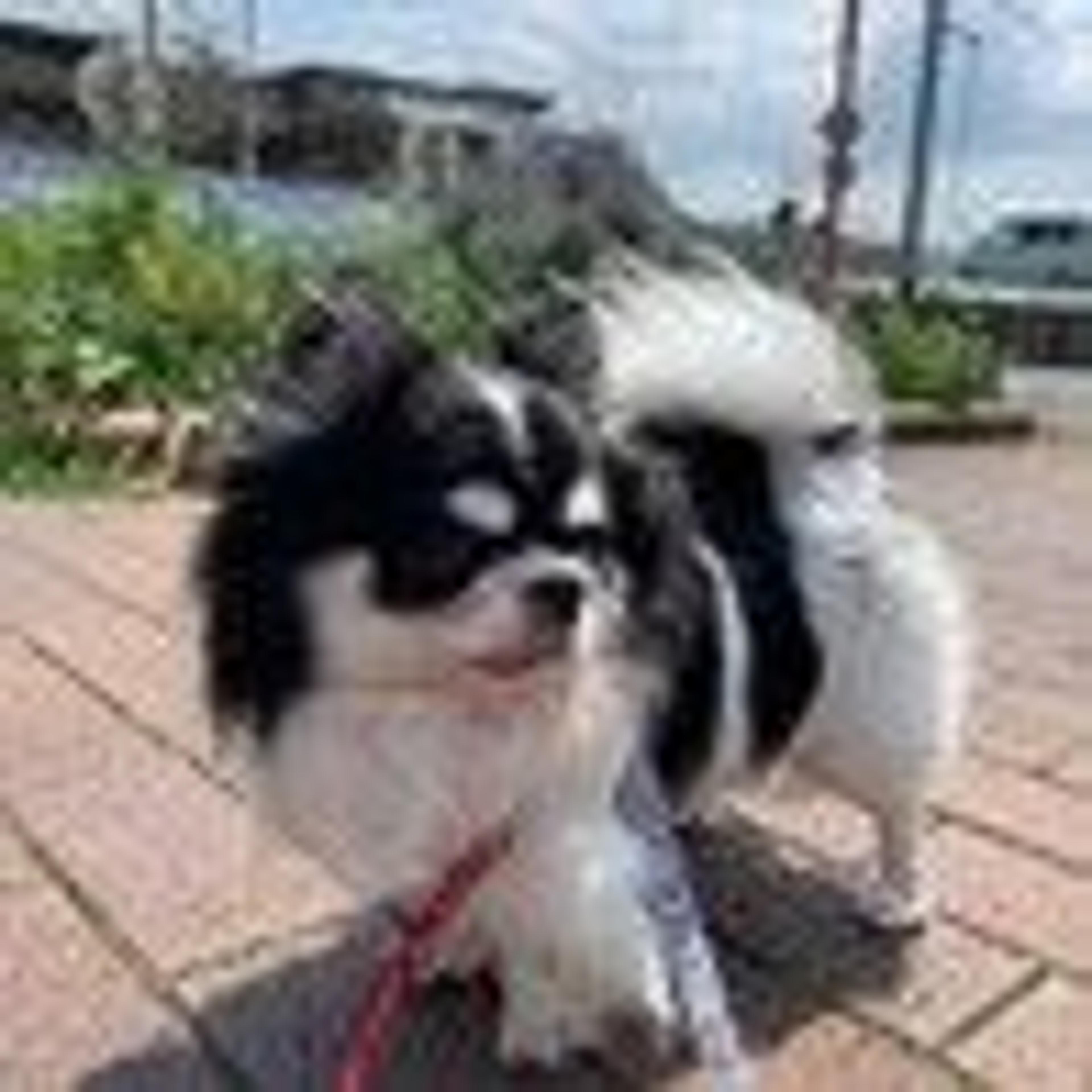 pet-image-5