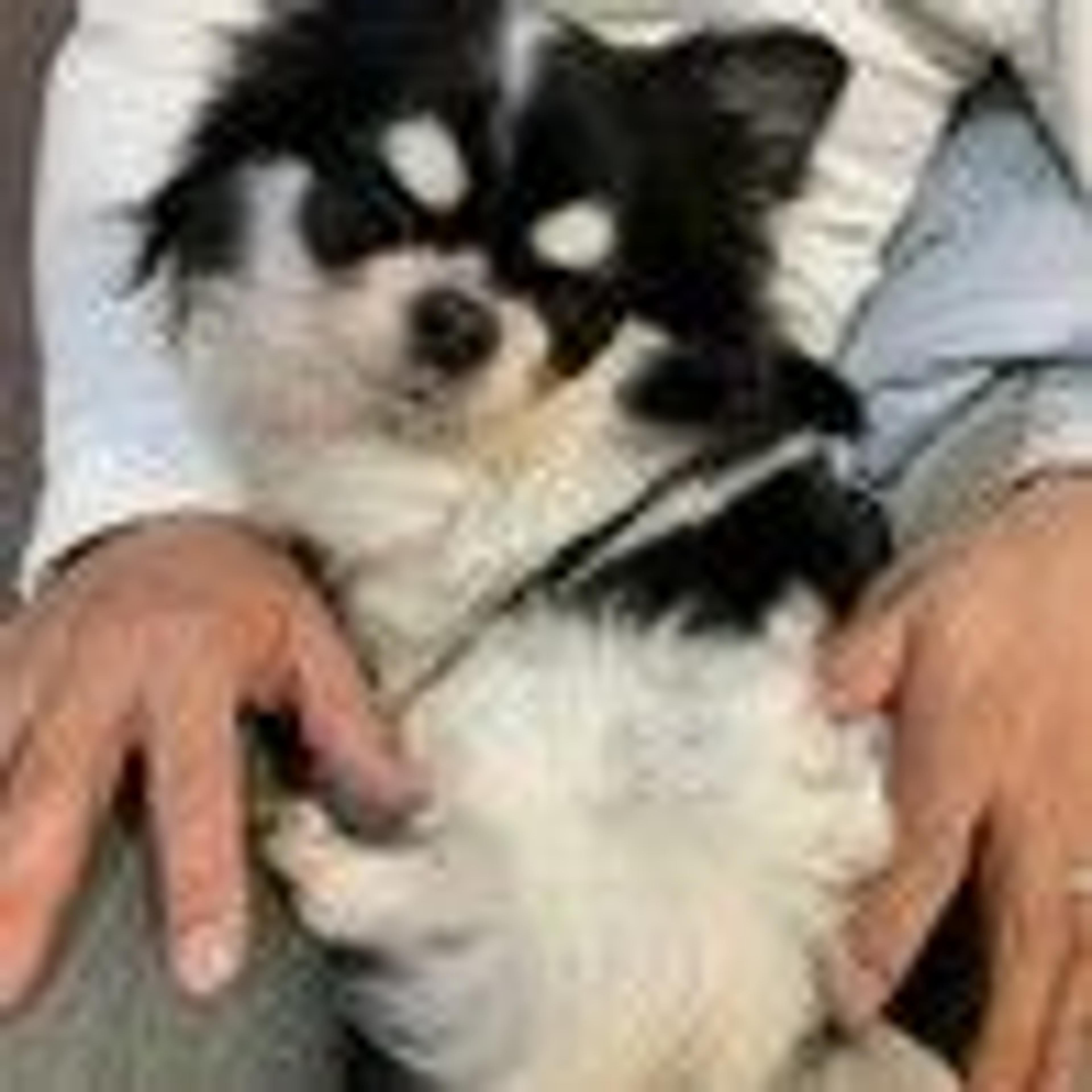 pet-image-6