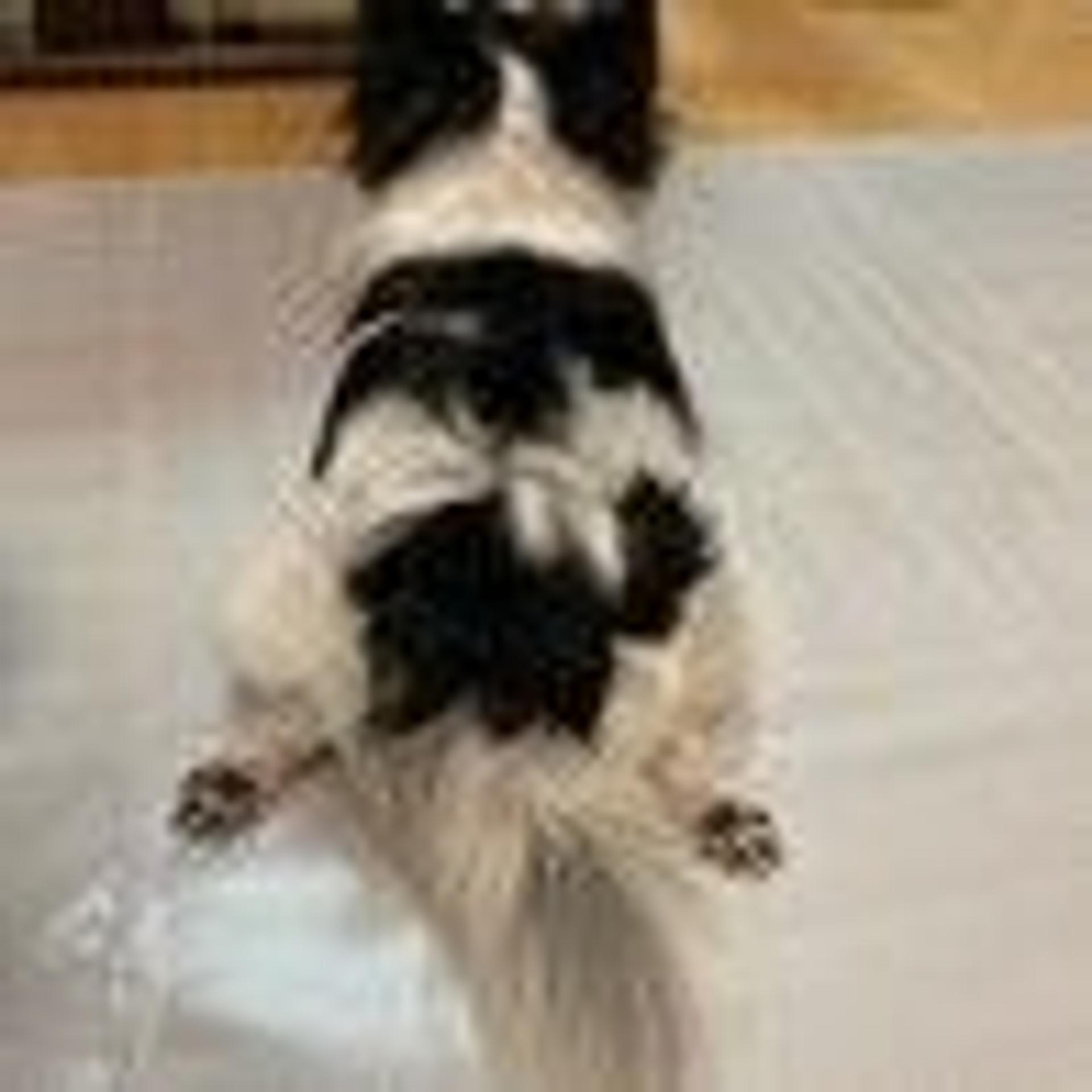 pet-image-7