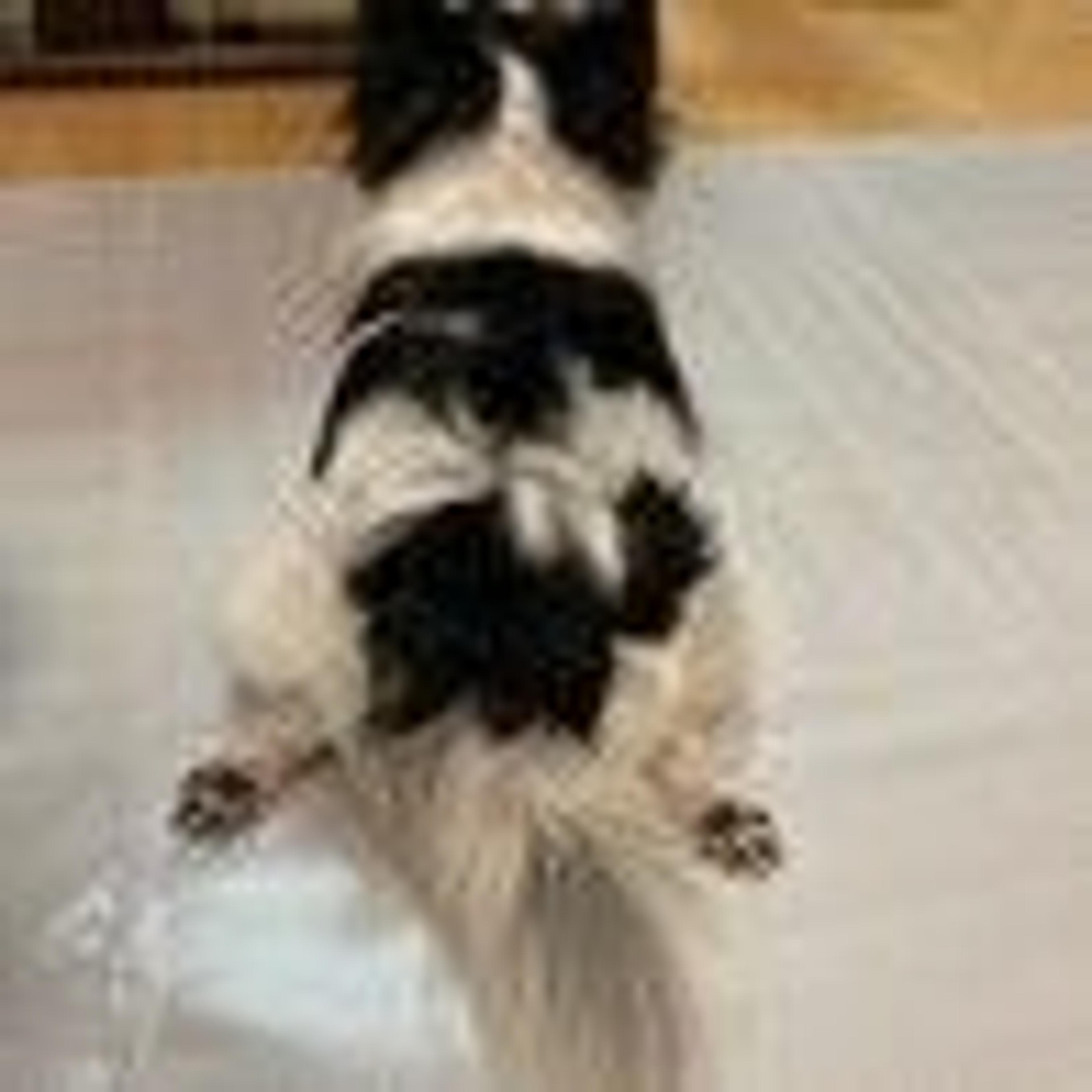 pet-image-7