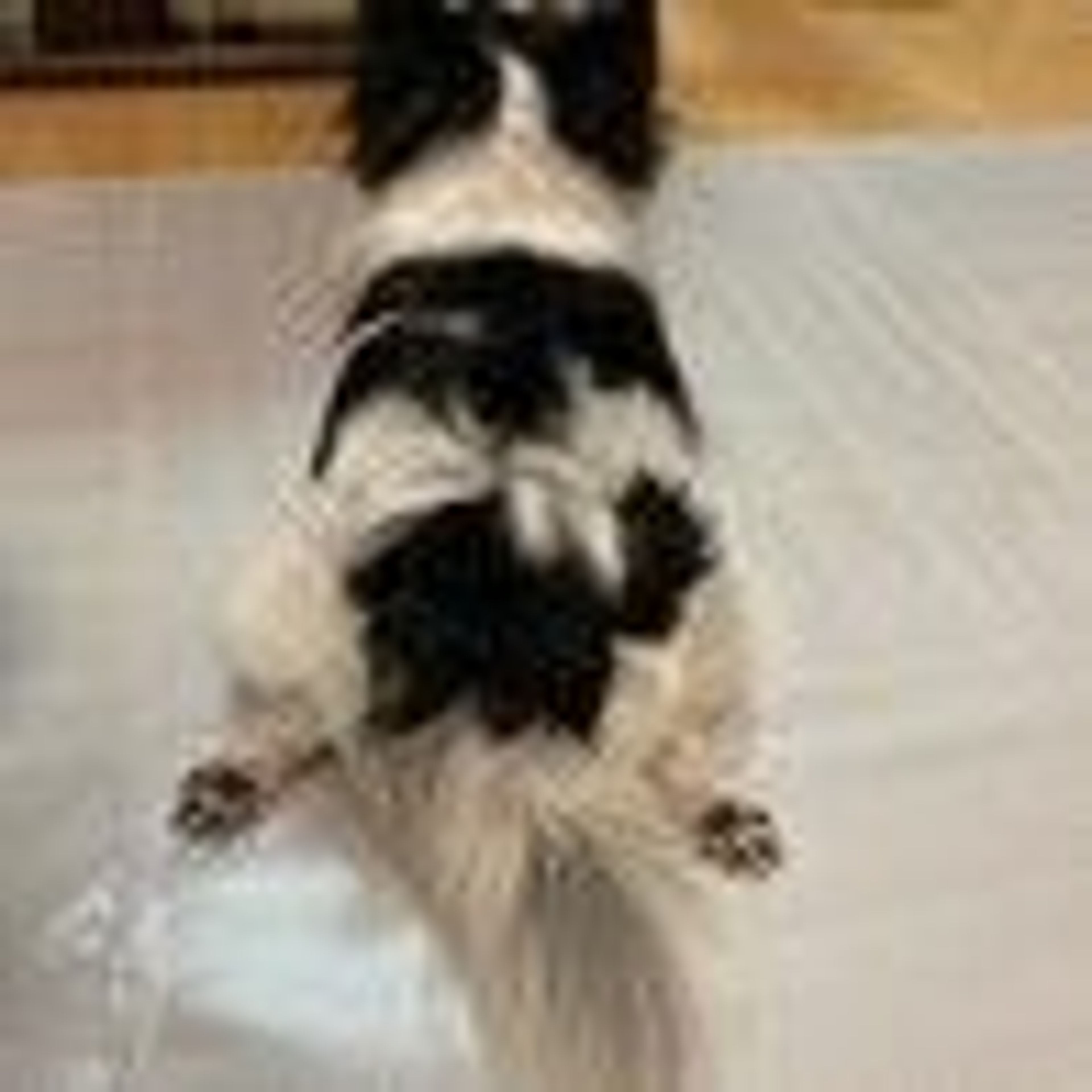 pet-image-7