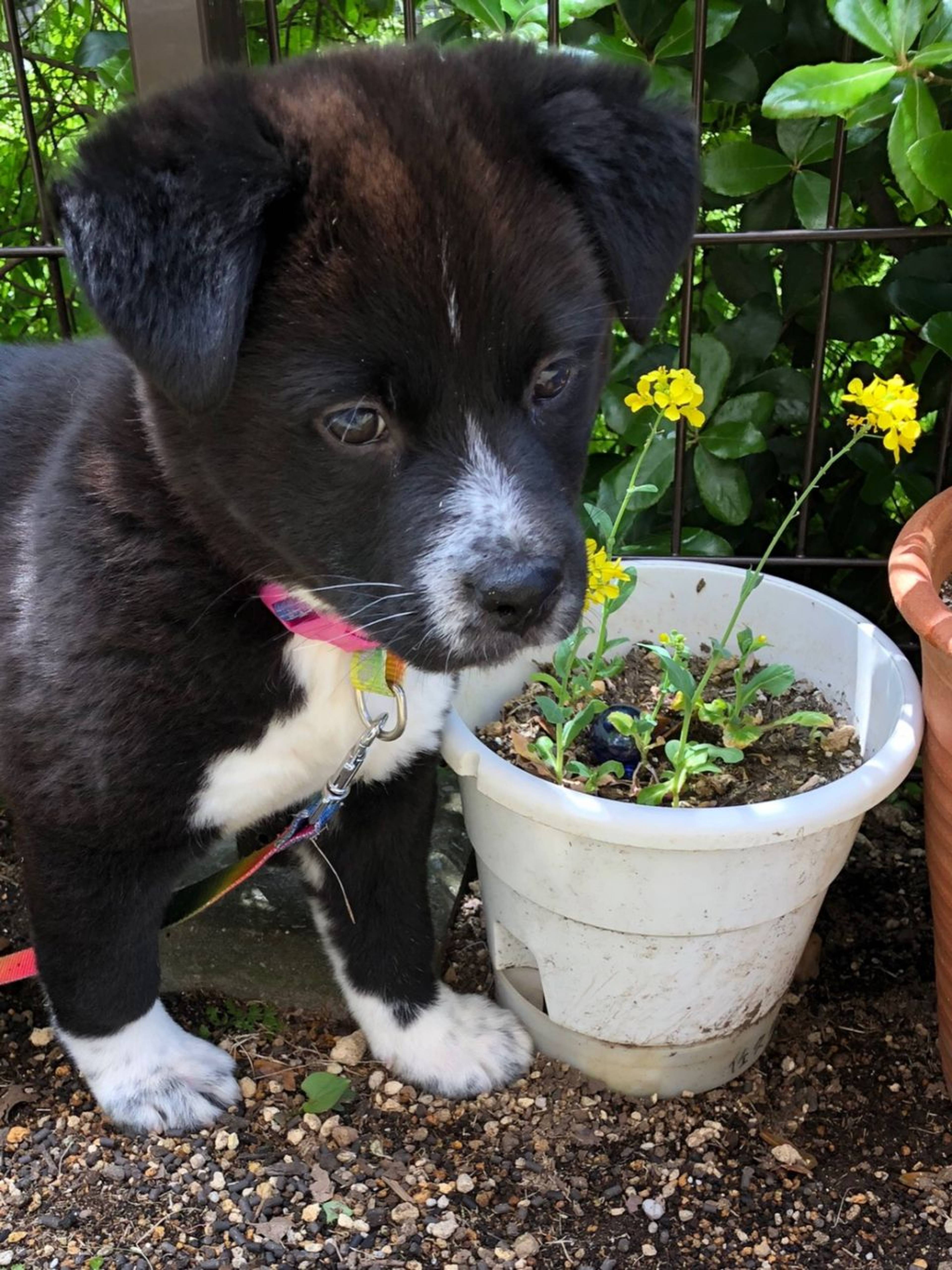 雑種（ミックス犬）・オスの里親募集の写真