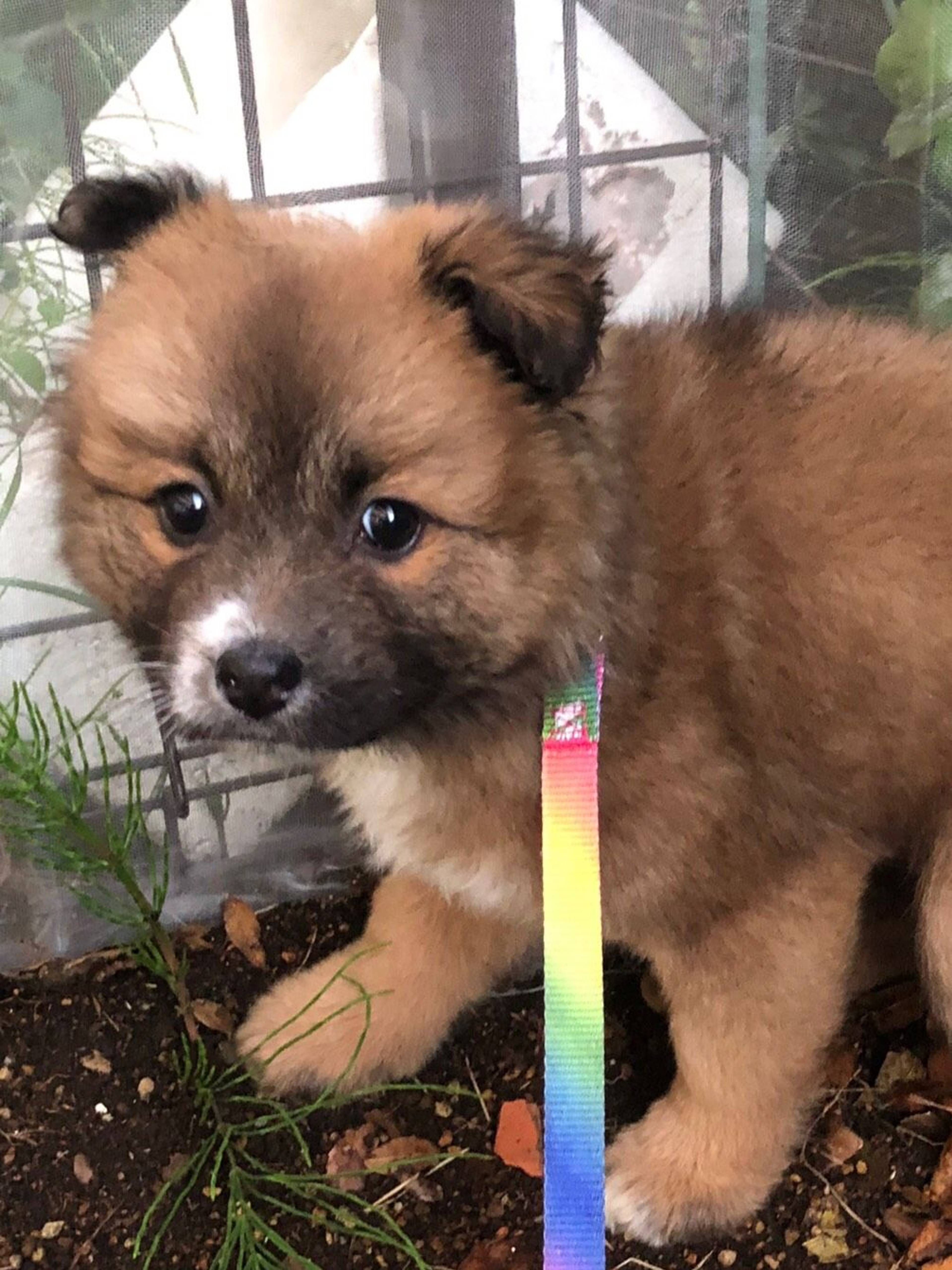 雑種（ミックス犬）・メスの里親募集の写真