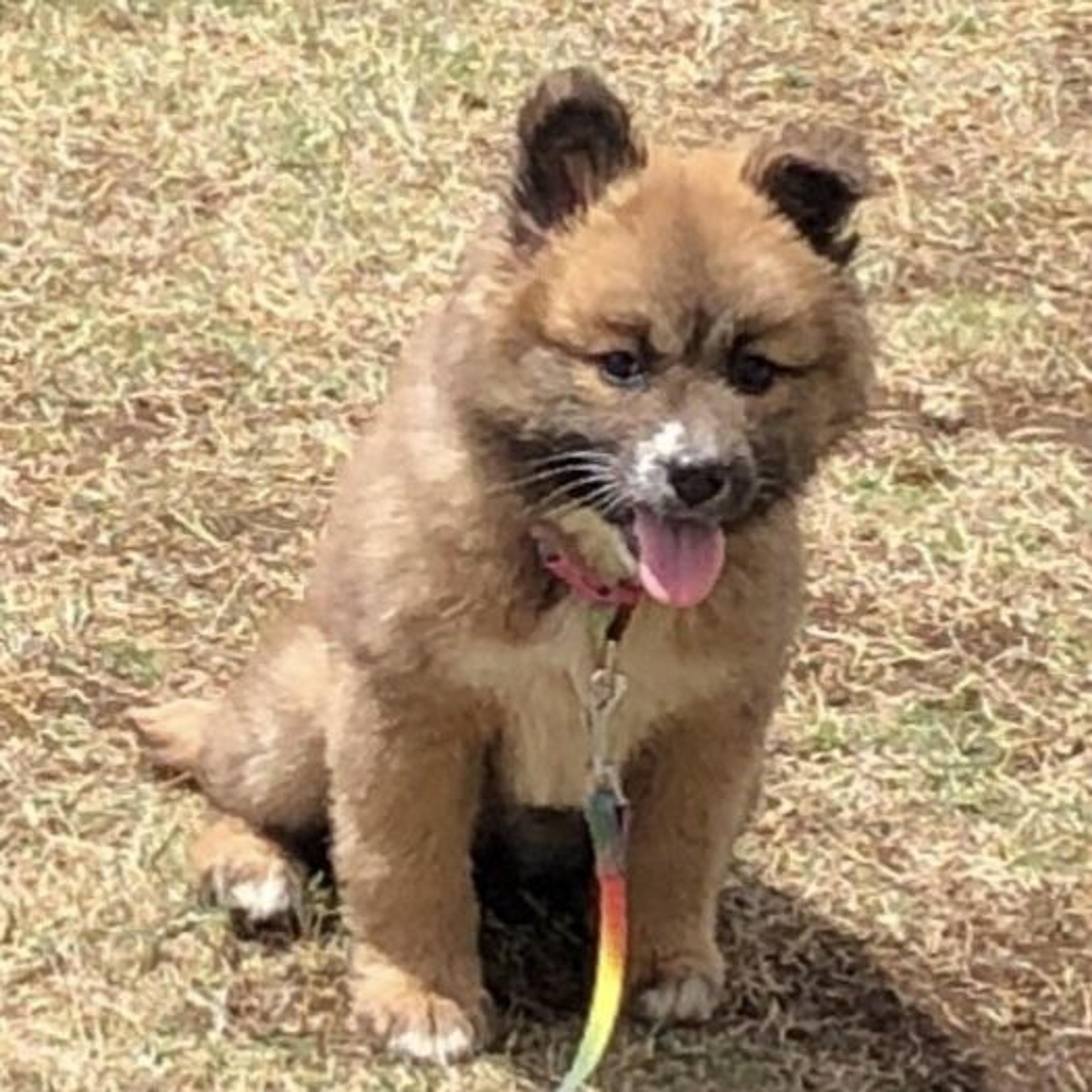 pet-image-3