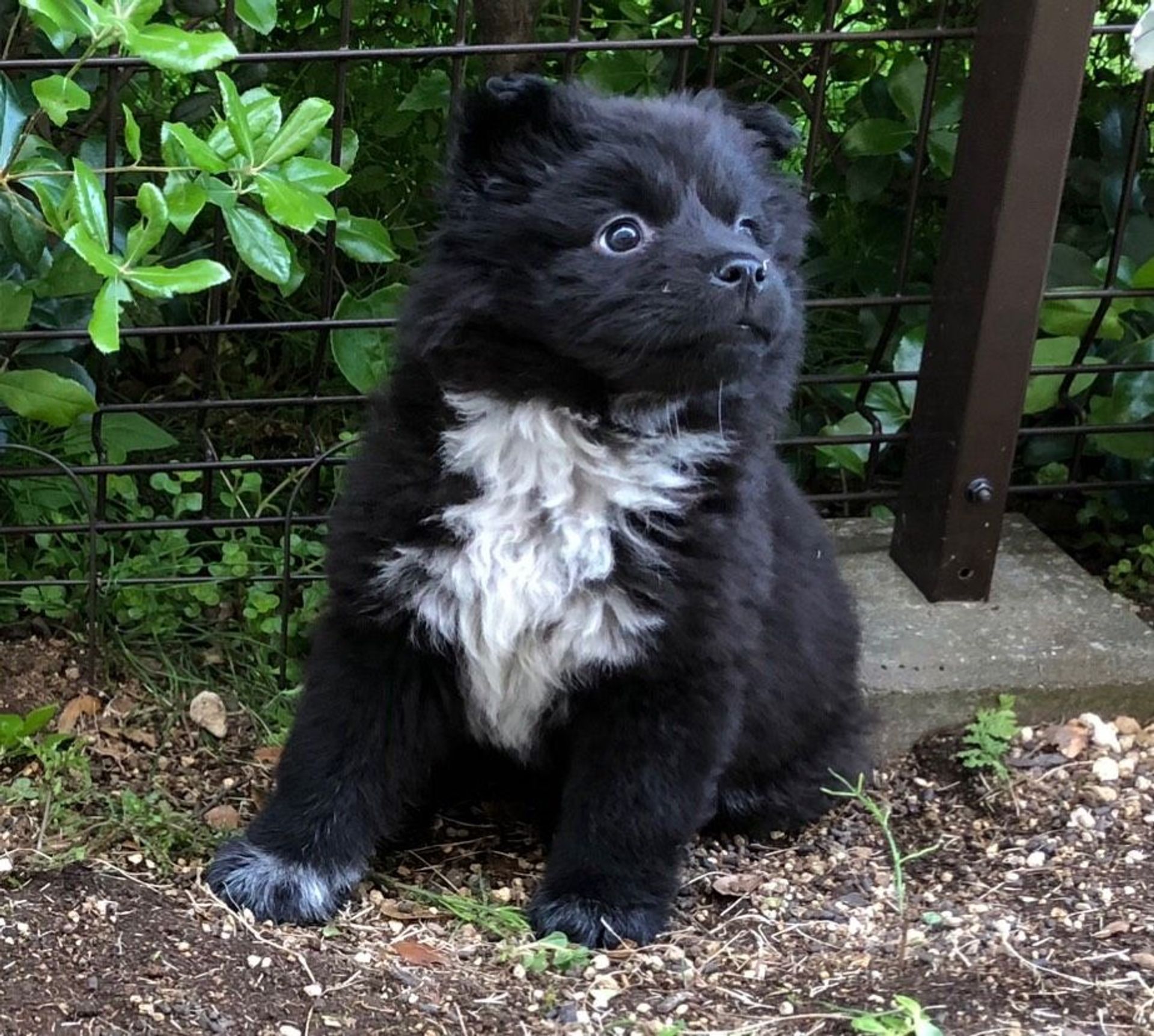 雑種（ミックス犬）・メスの里親募集の写真
