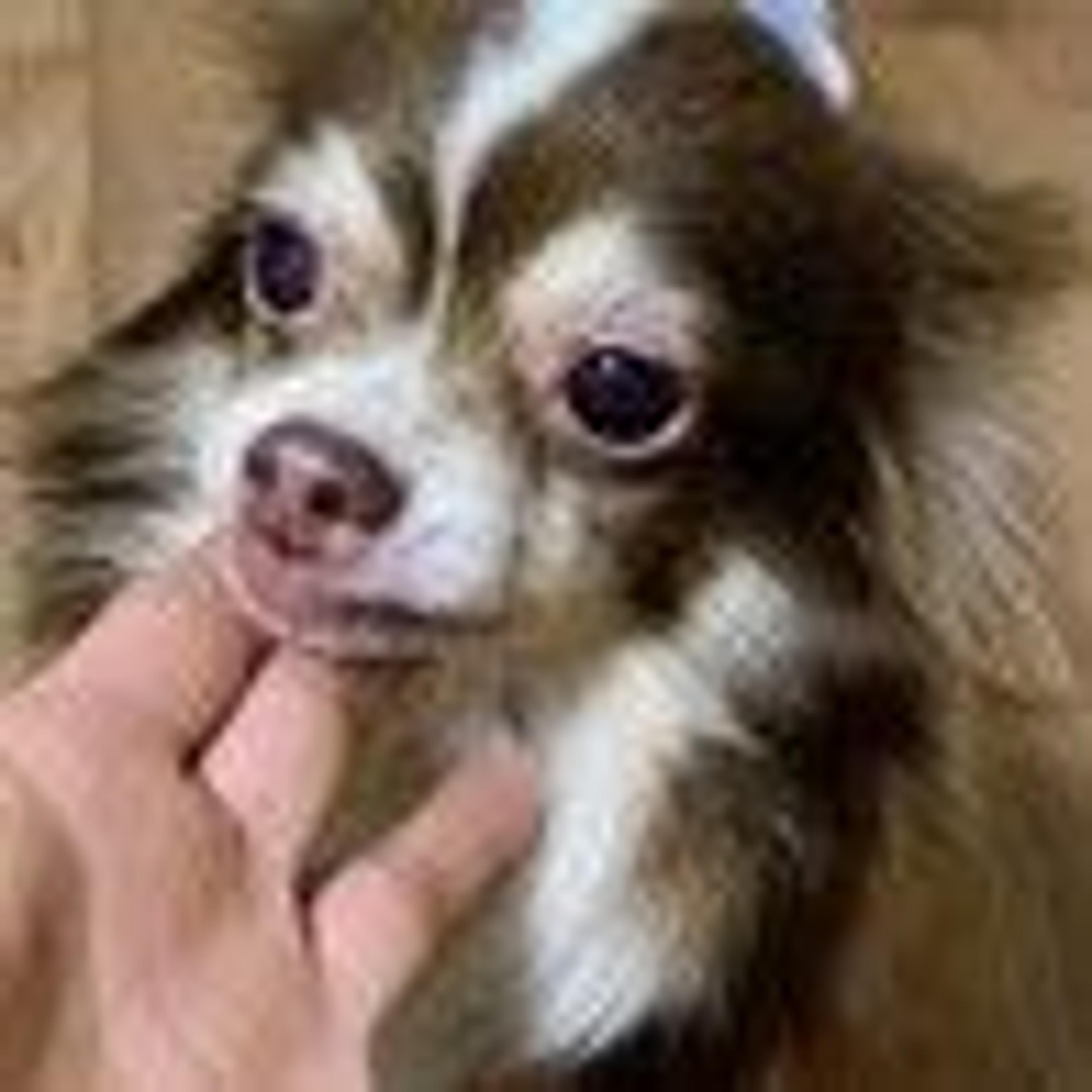 pet-image-3