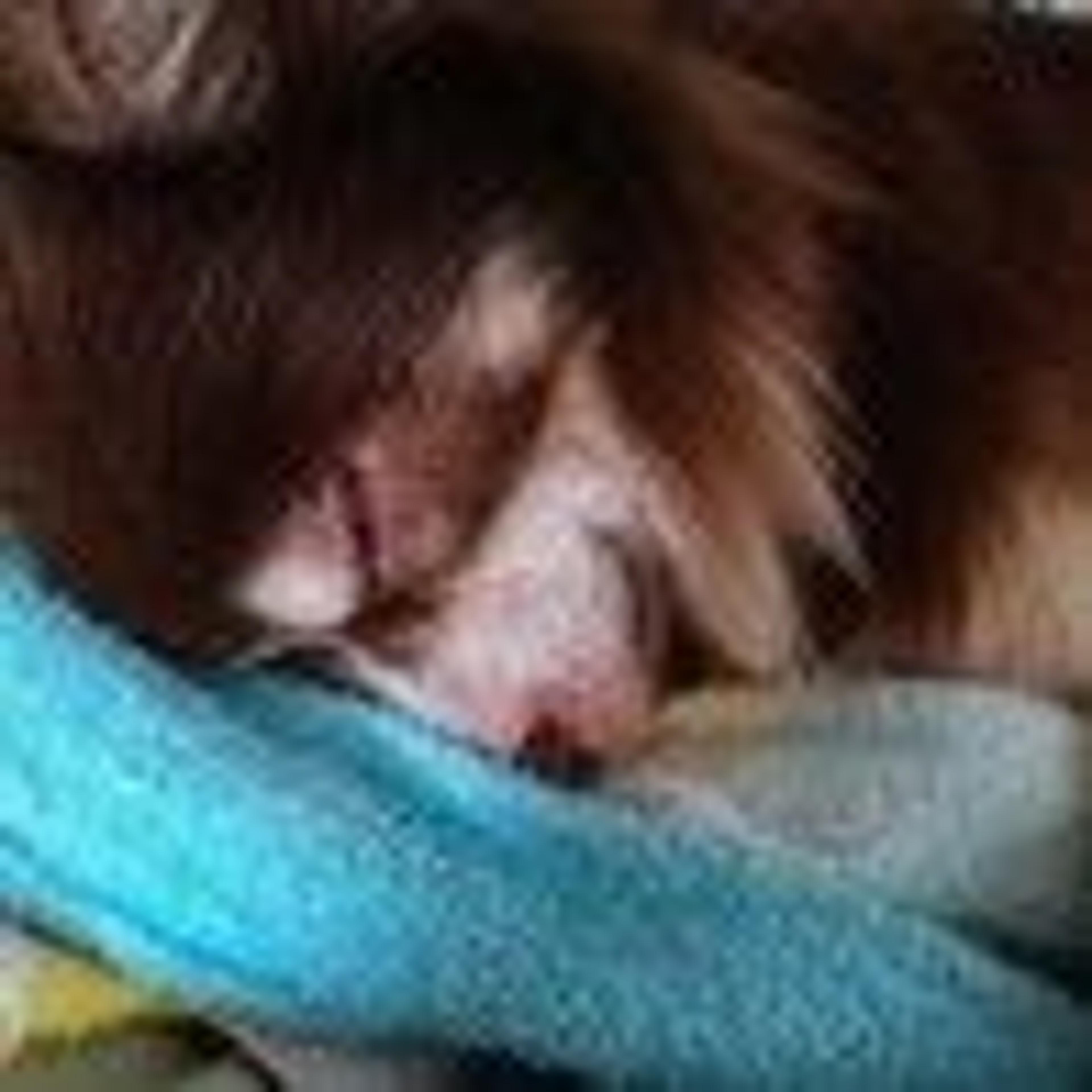 pet-image-7