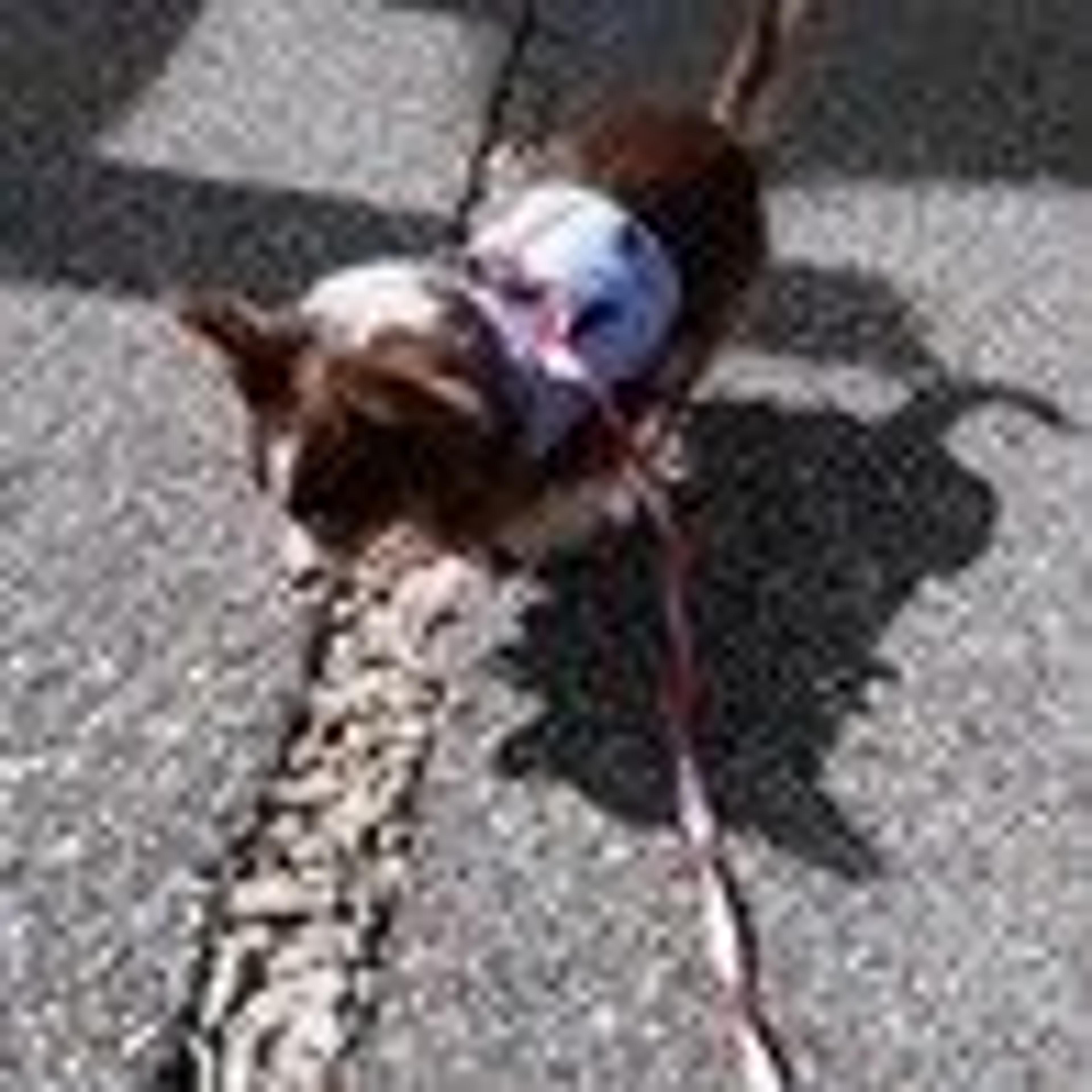 pet-image-8