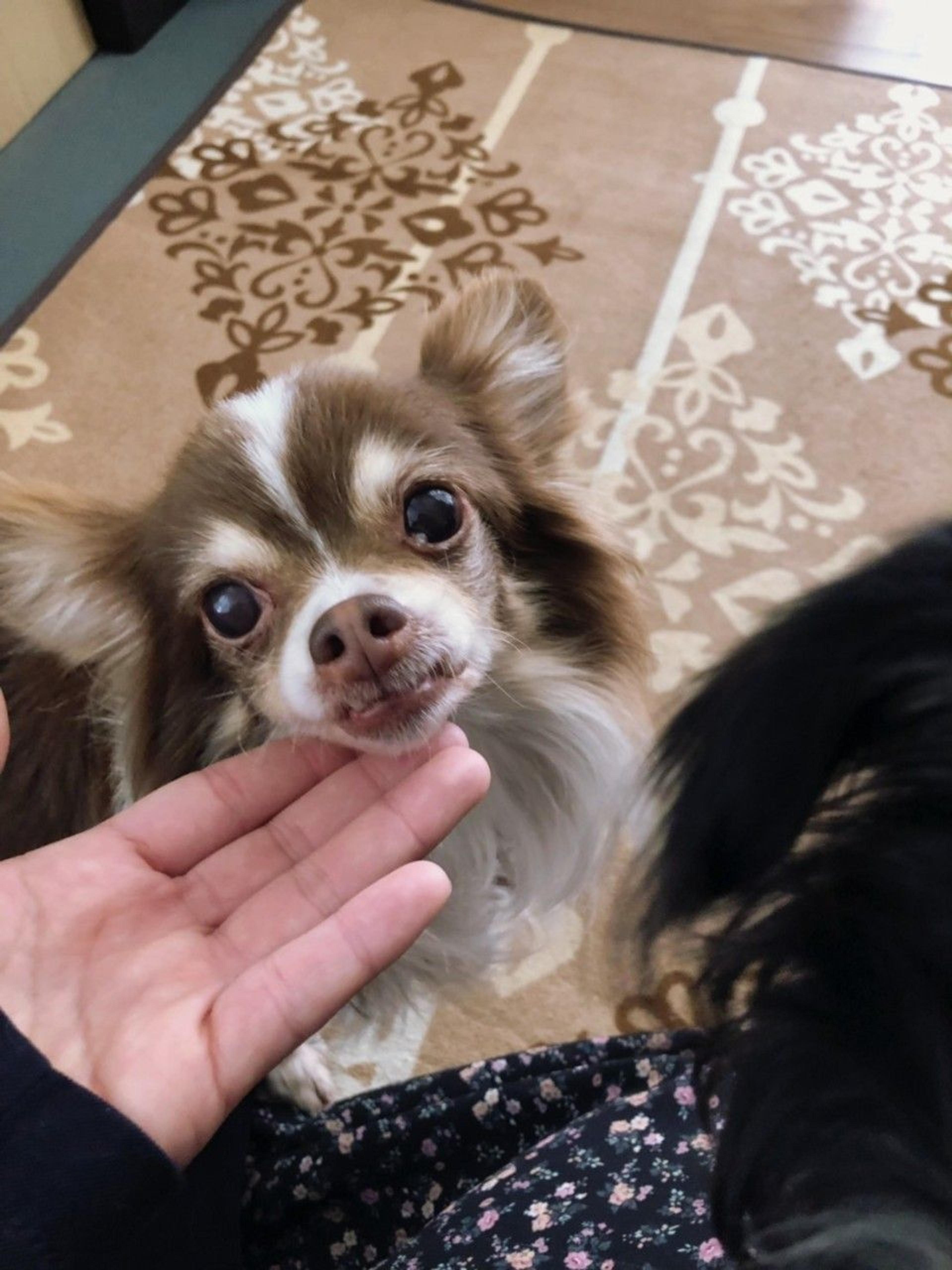 pet-image-4