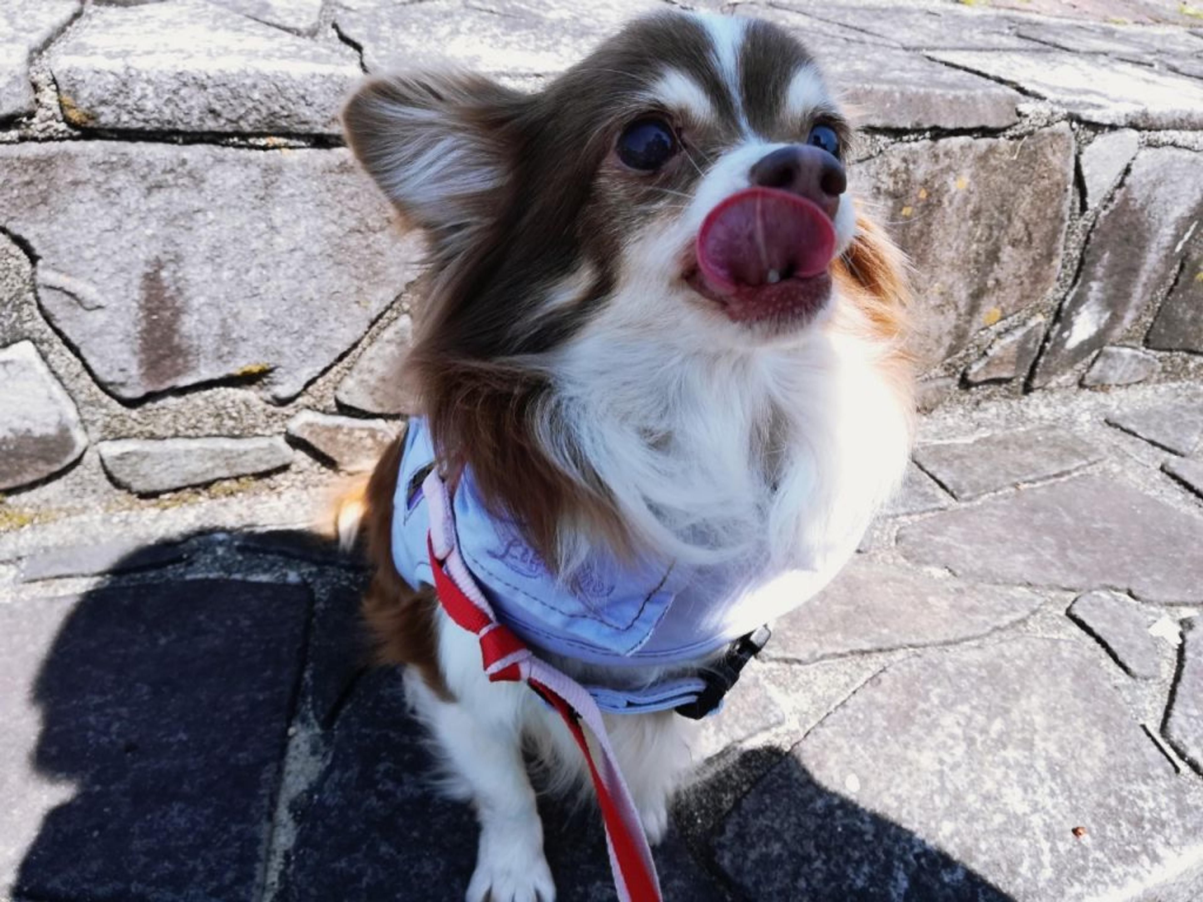 pet-image-6
