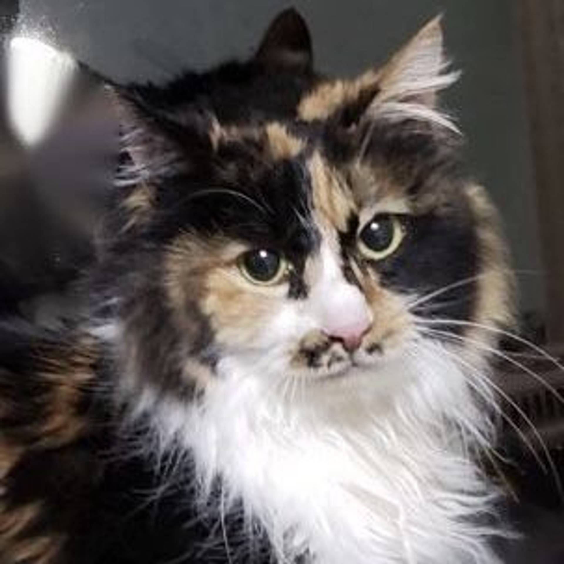 雑種（ミックス猫）・メスの里親募集の写真