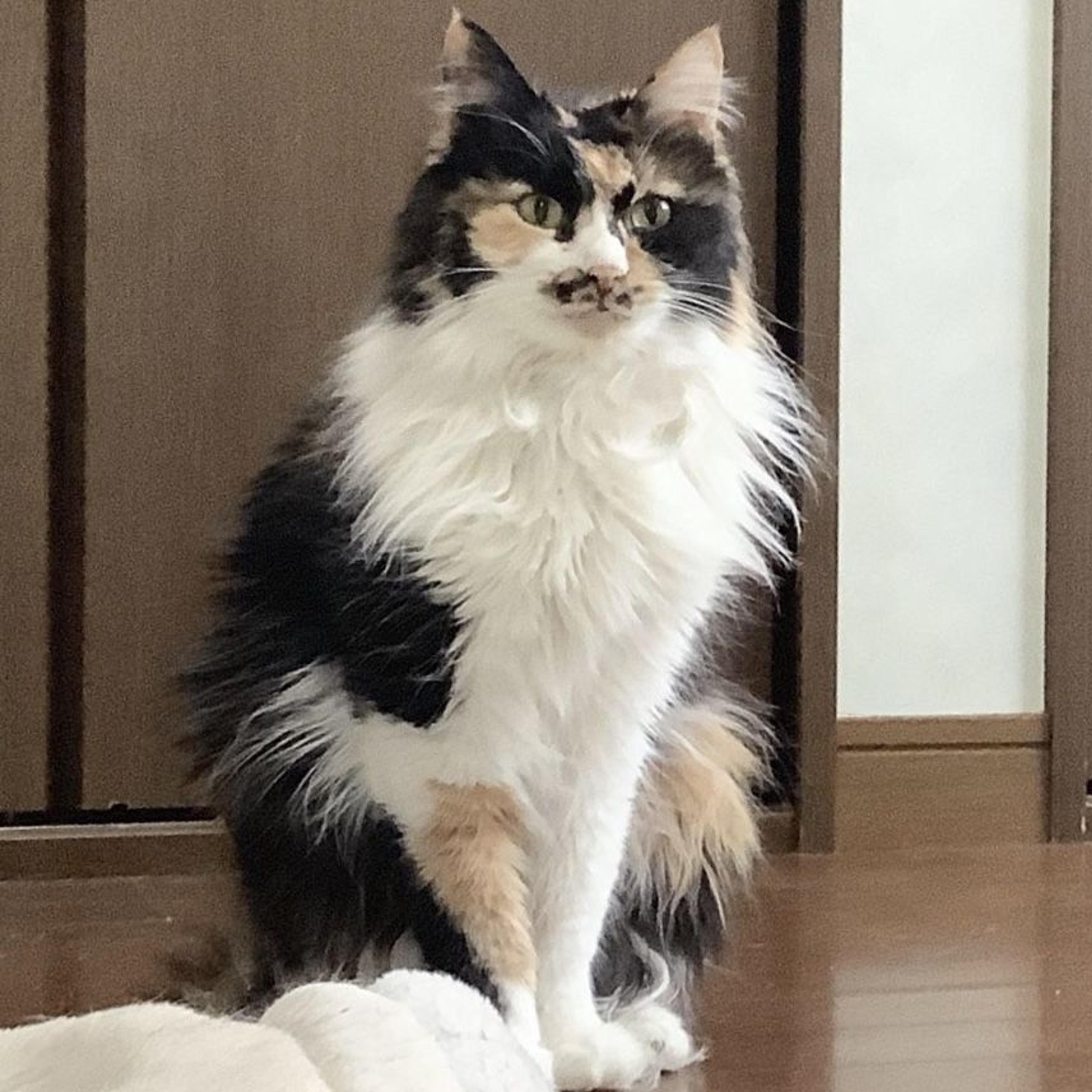 pet-image-3