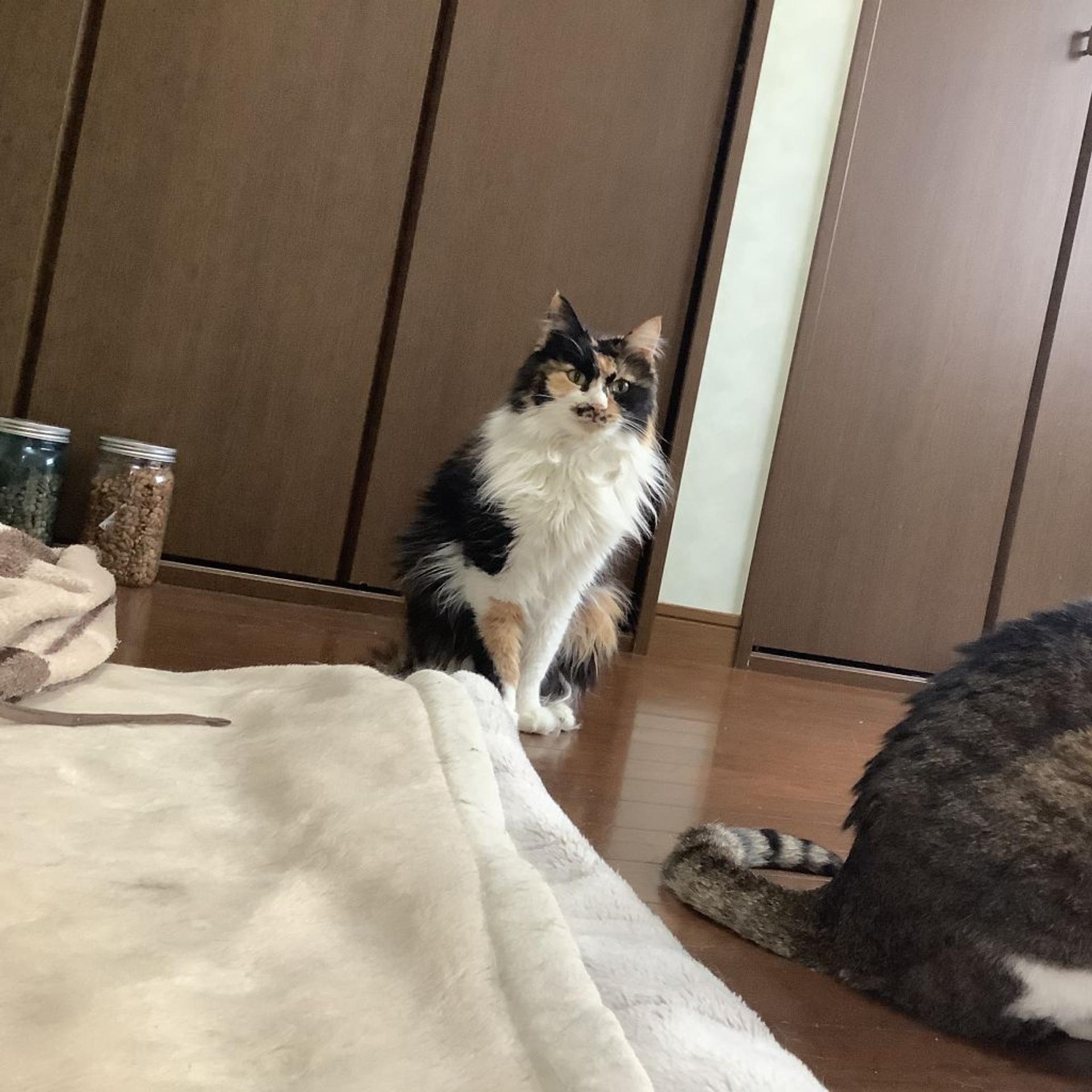 pet-image-2