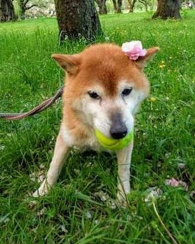 みかの写真