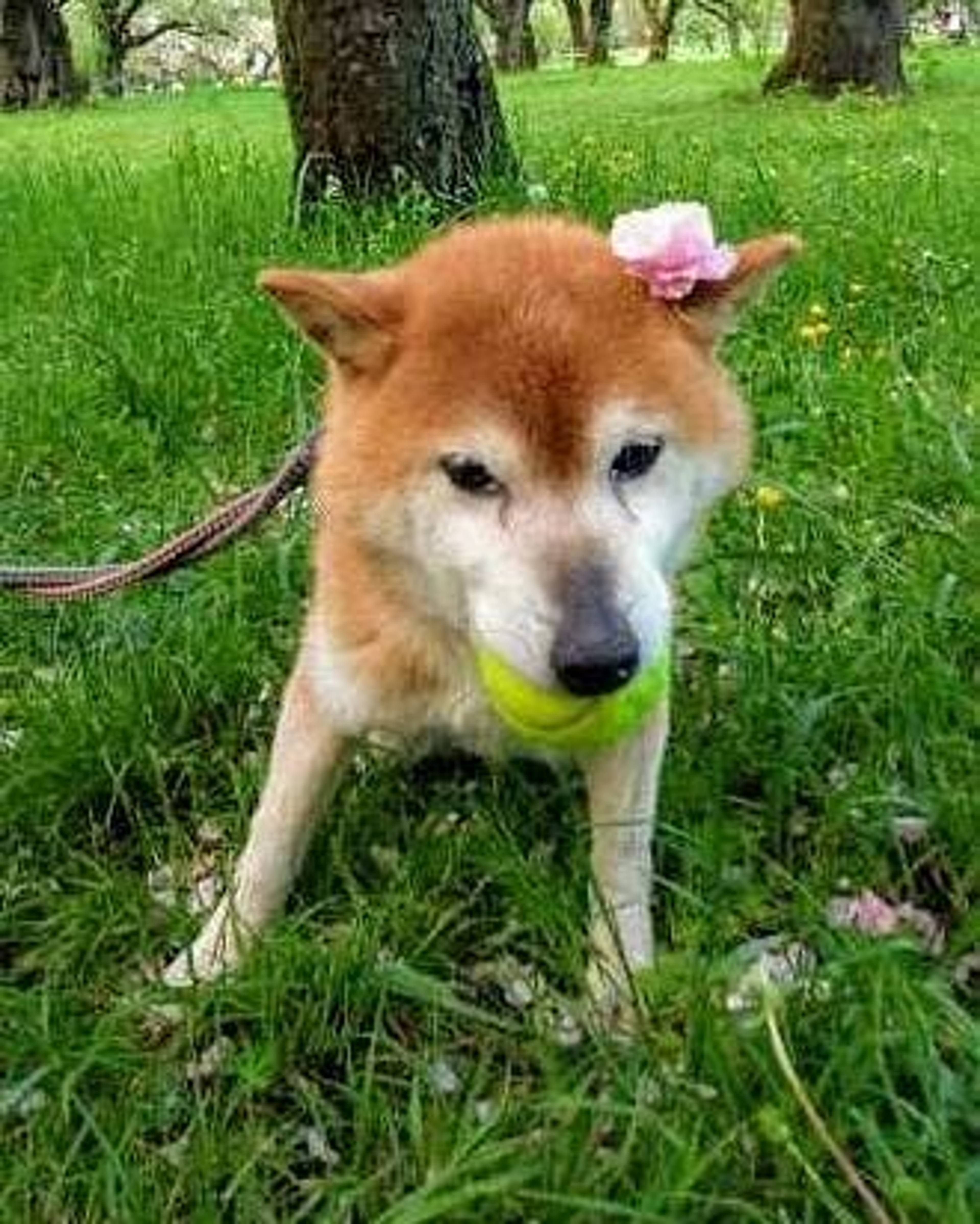 柴犬・メスの里親募集の写真