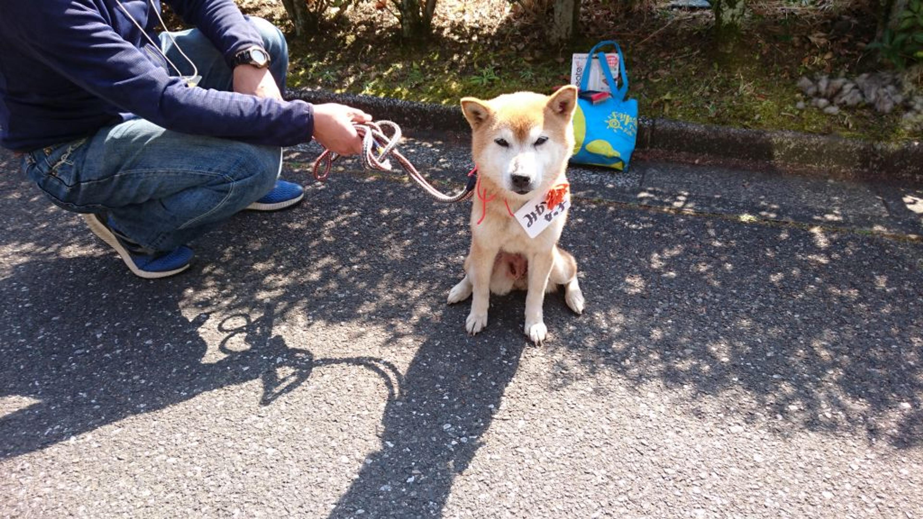 pet-image-3