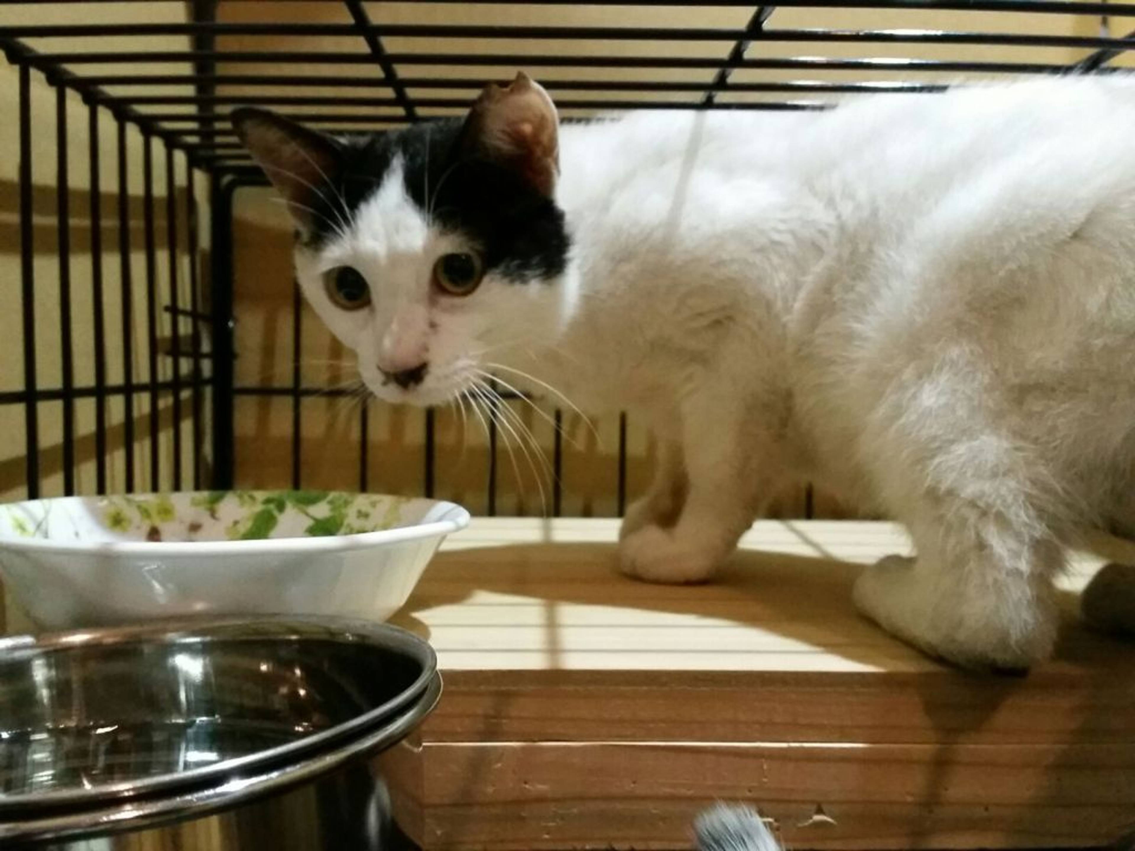 雑種（ミックス猫）・メスの里親募集の写真