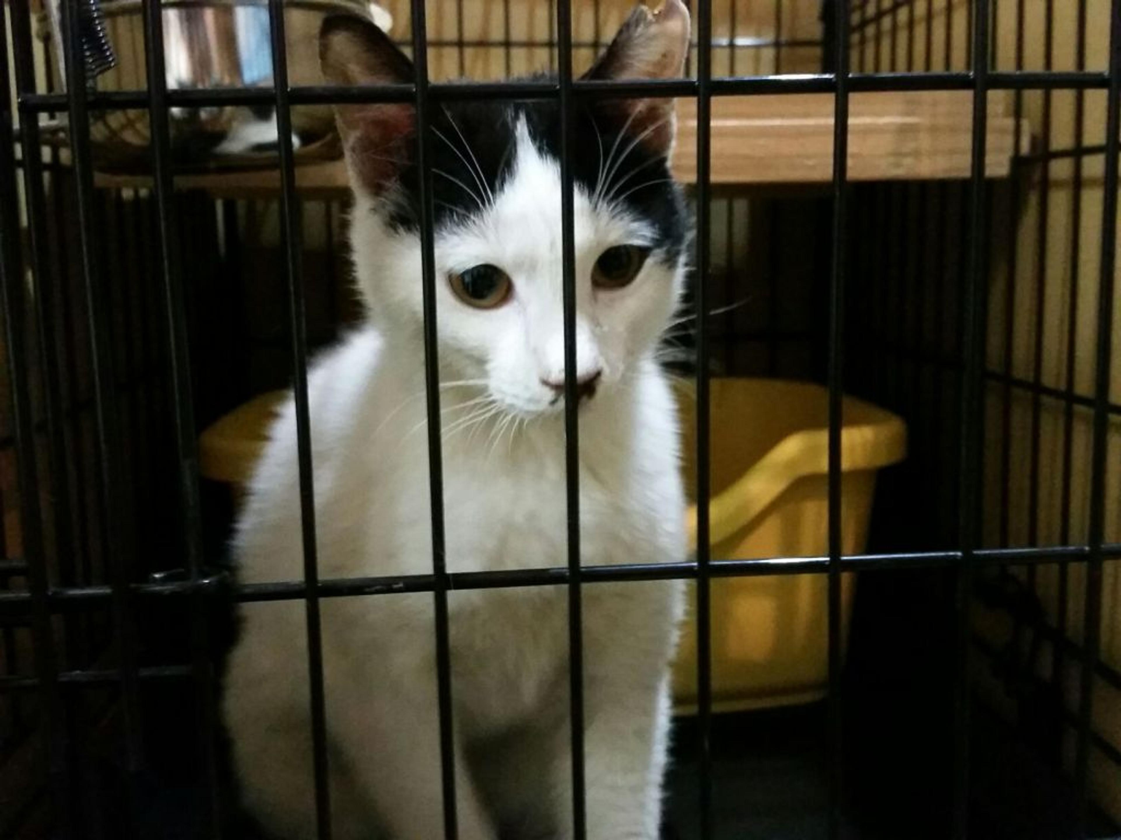 pet-image-2