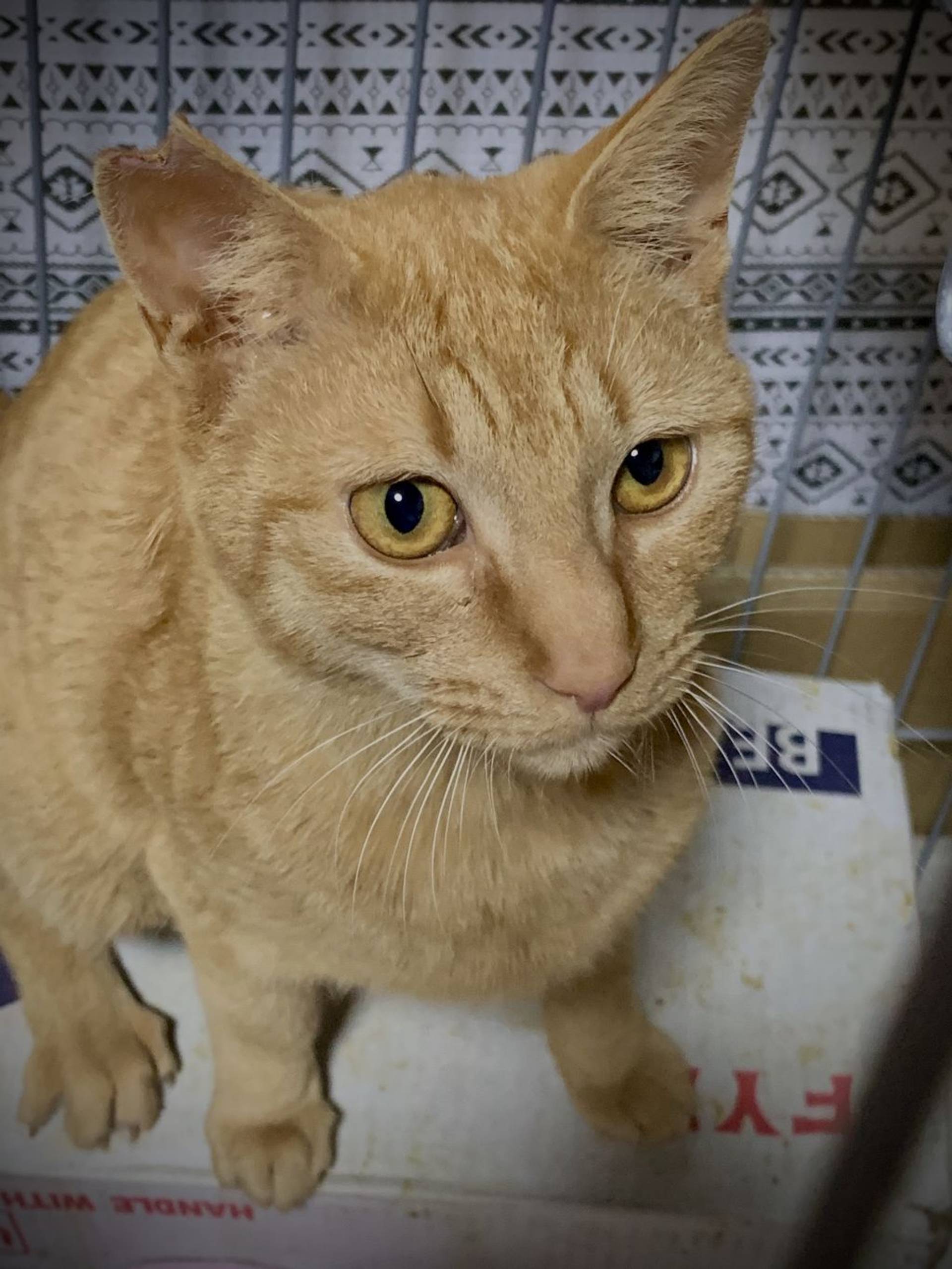 雑種（ミックス猫）・オスの里親募集の写真