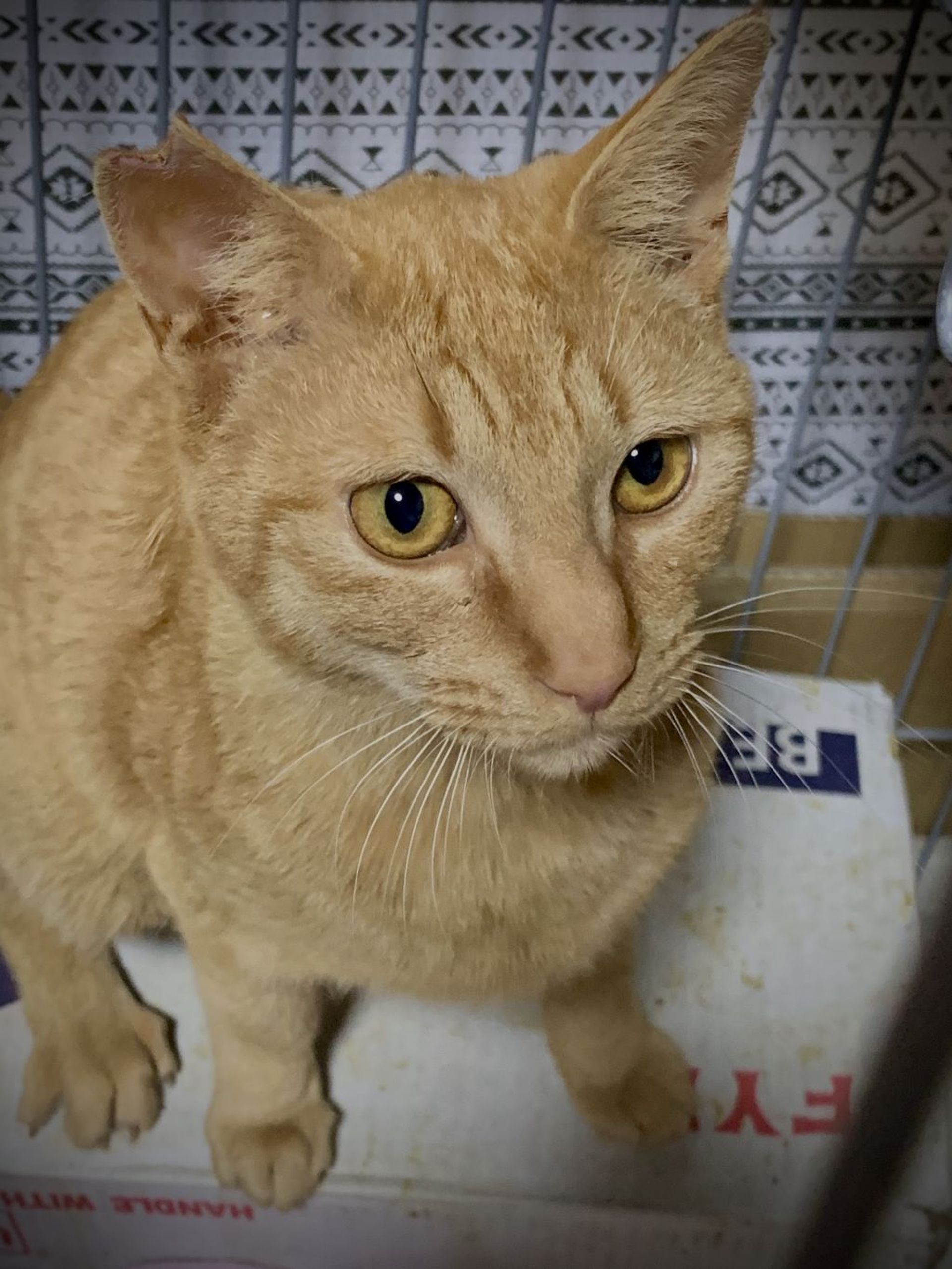 雑種（ミックス猫）・オスの里親募集の写真