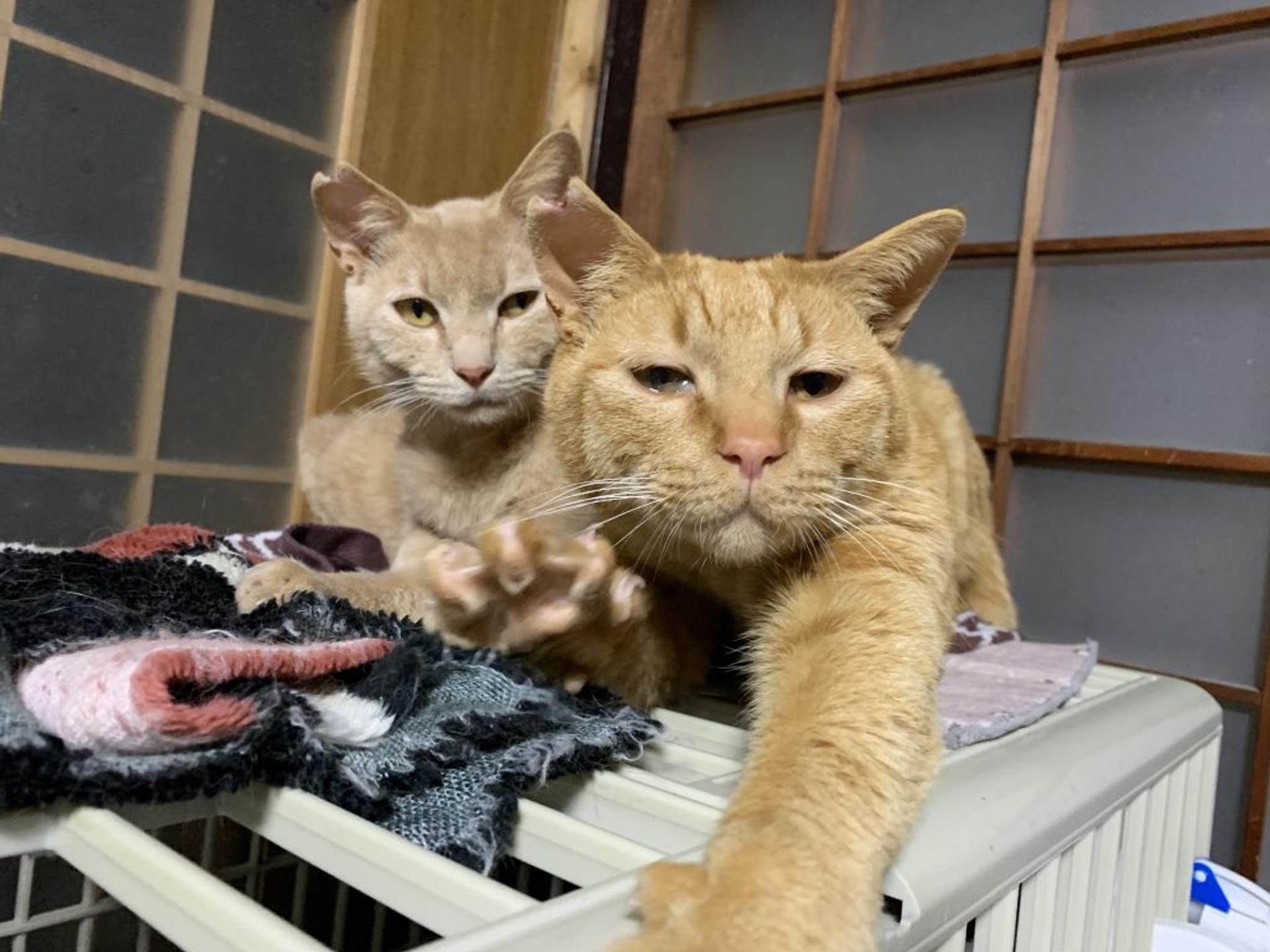 pet-image-3