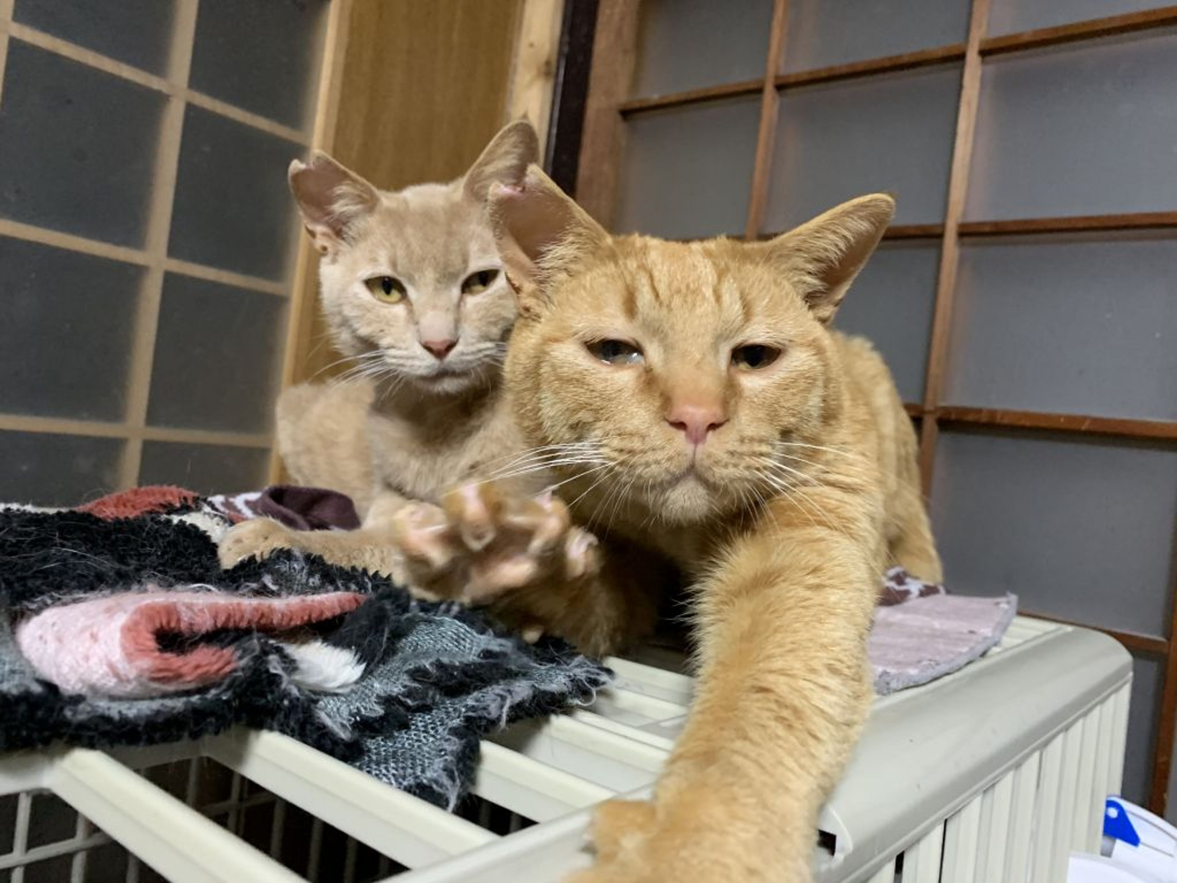 pet-image-3