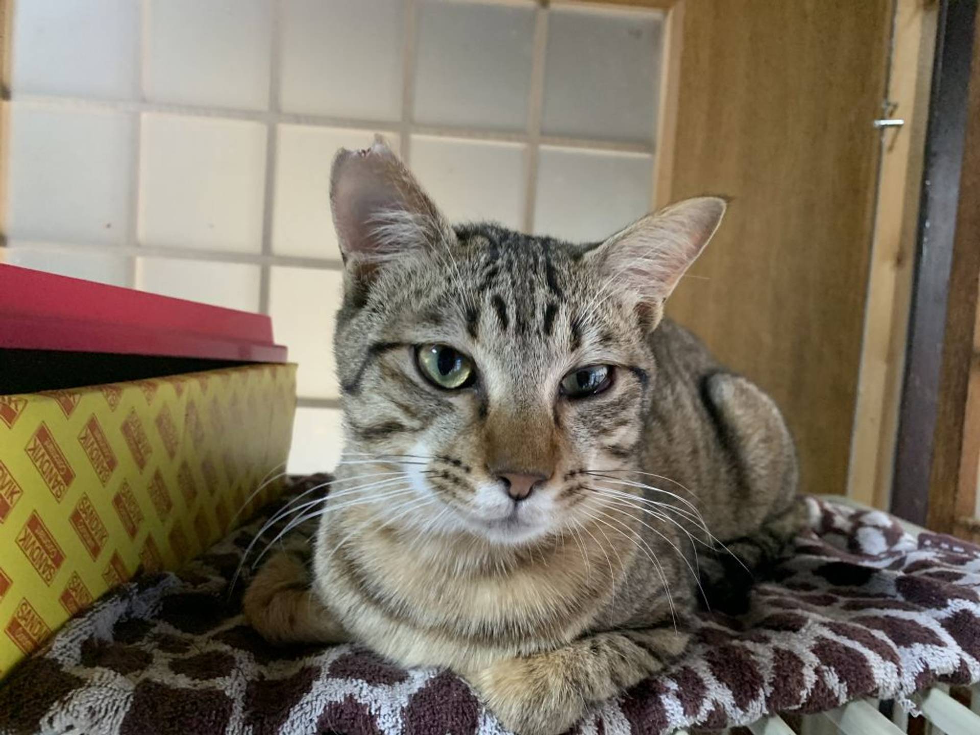 雑種（ミックス猫）・オスの里親募集の写真