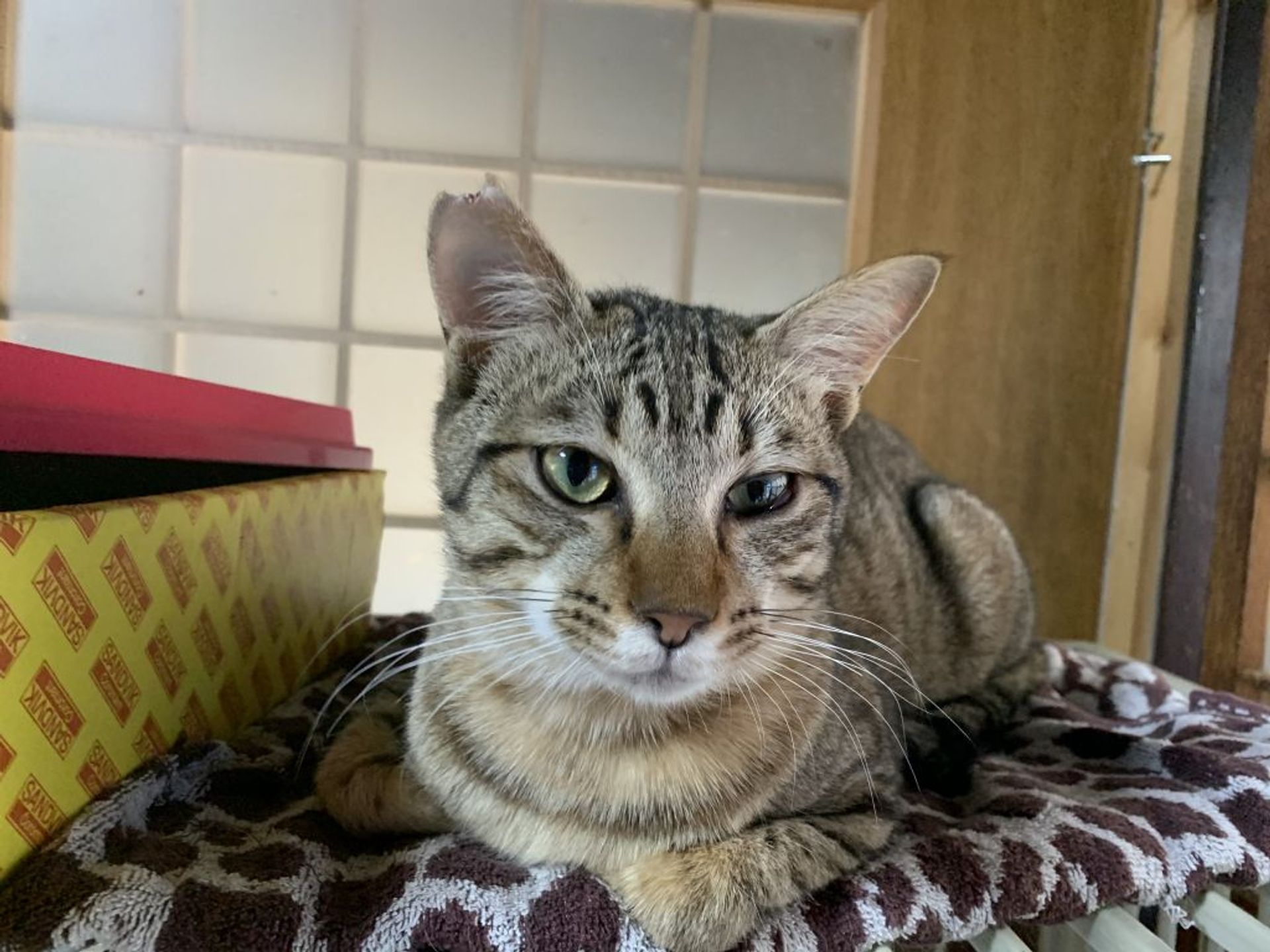 雑種（ミックス猫）・オスの里親募集の写真
