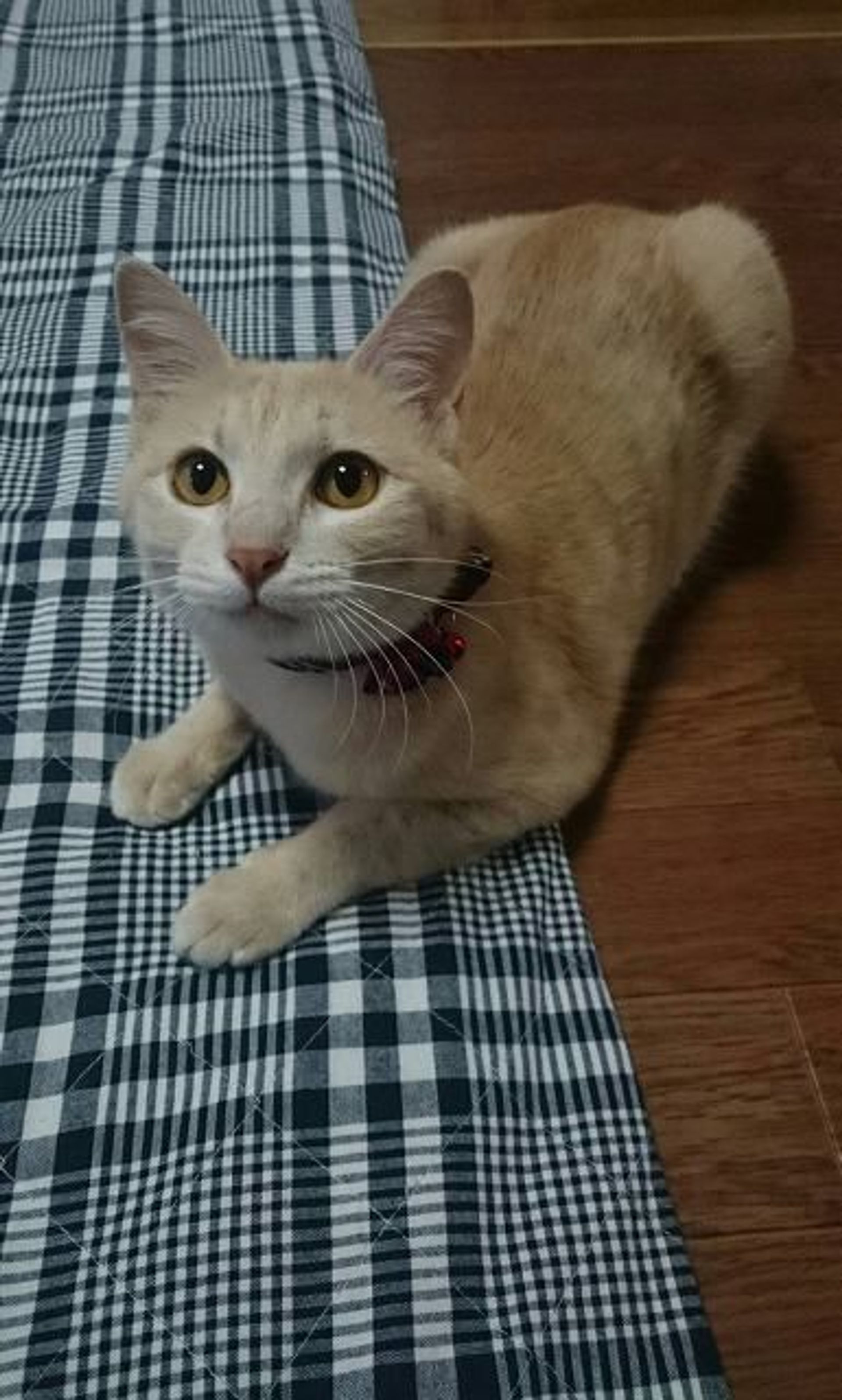 雑種（ミックス猫）・メスの里親募集の写真
