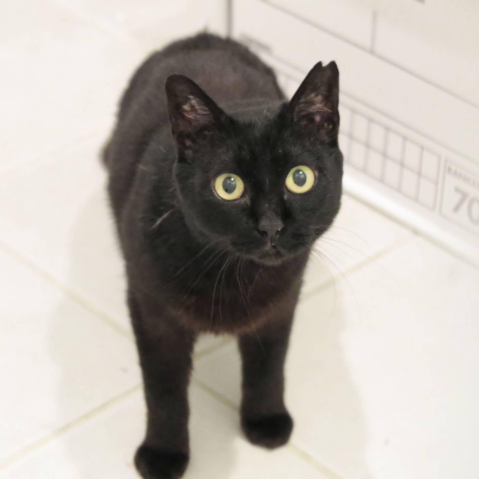 雑種（ミックス猫）・メスの里親募集の写真