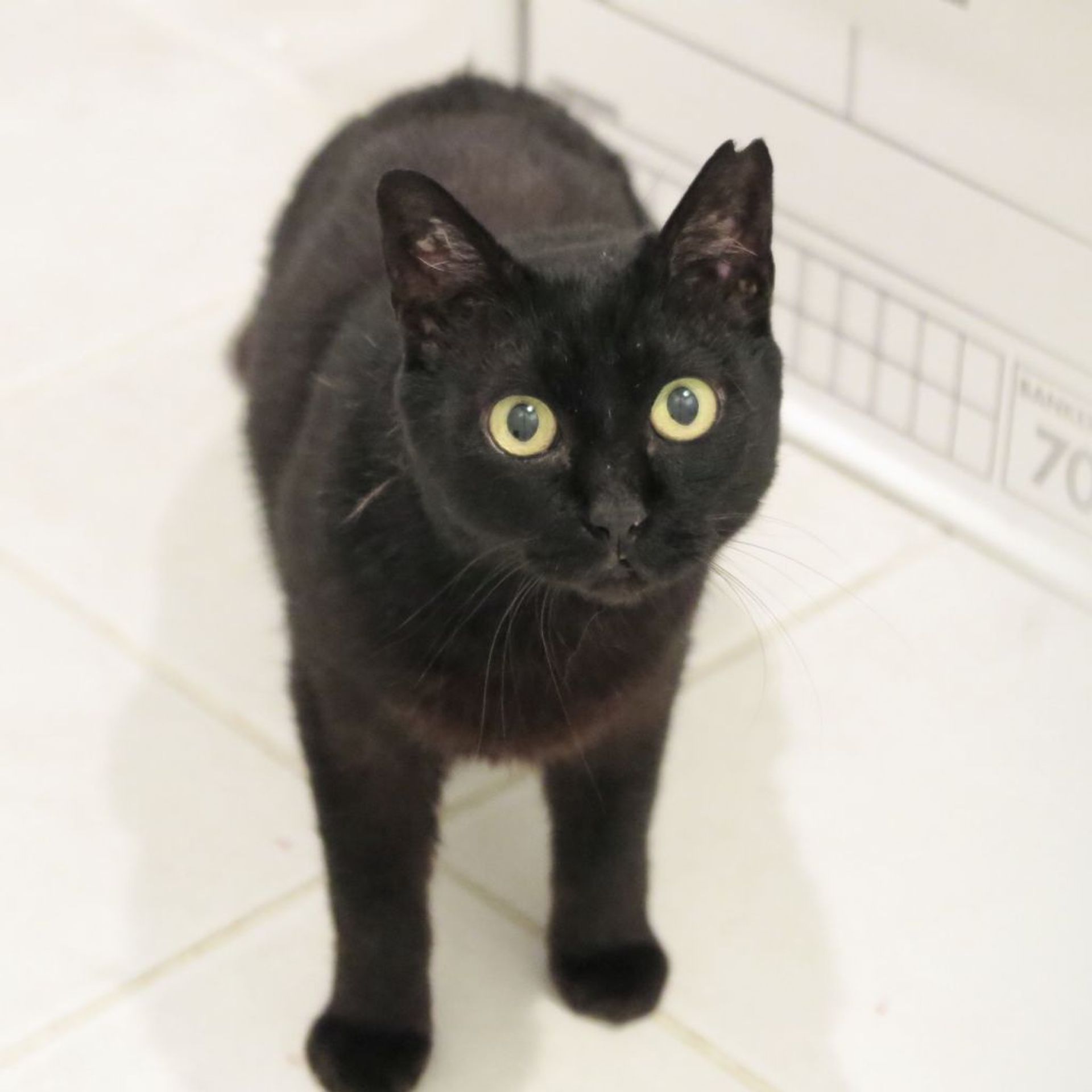 雑種（ミックス猫）・メスの里親募集の写真
