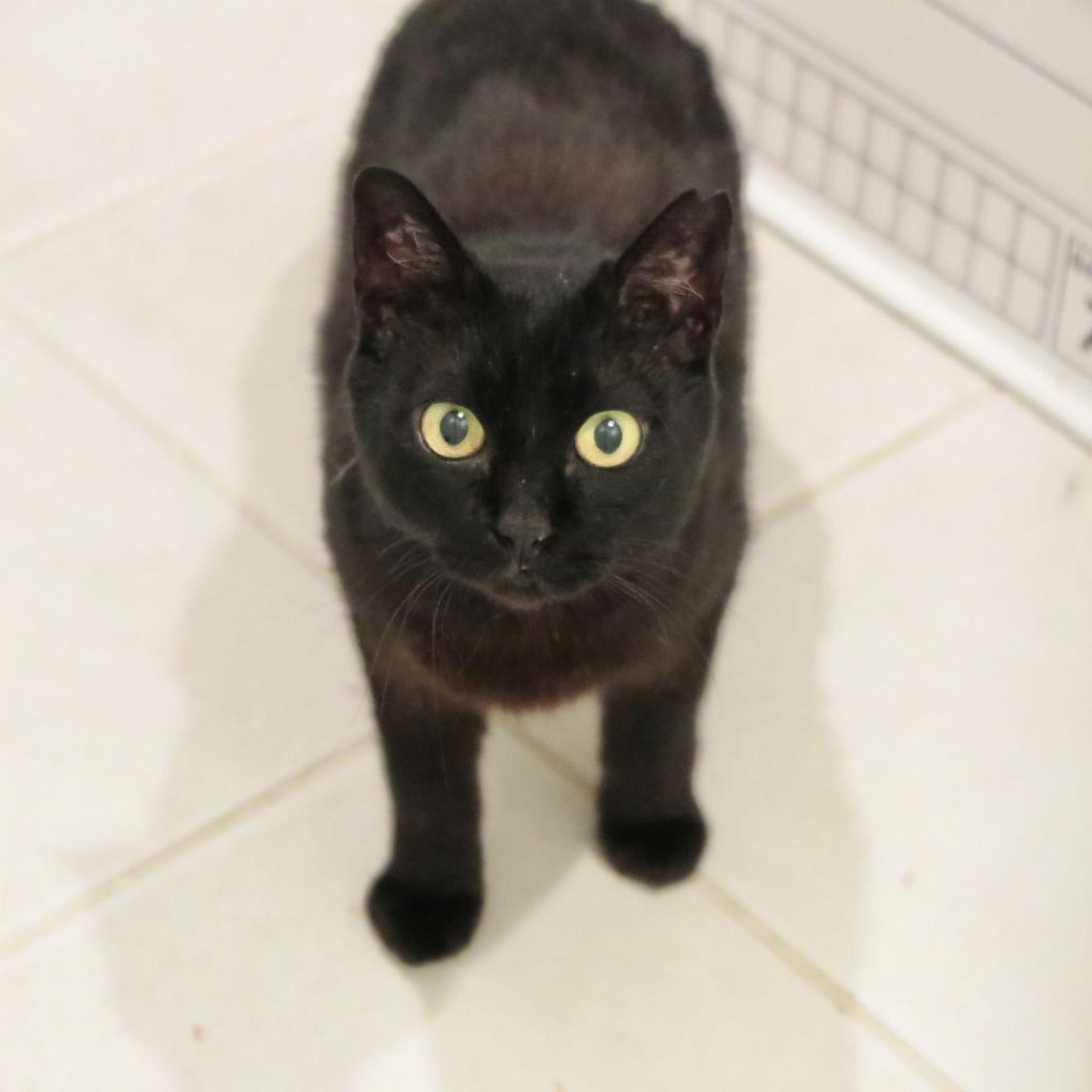 pet-image-2