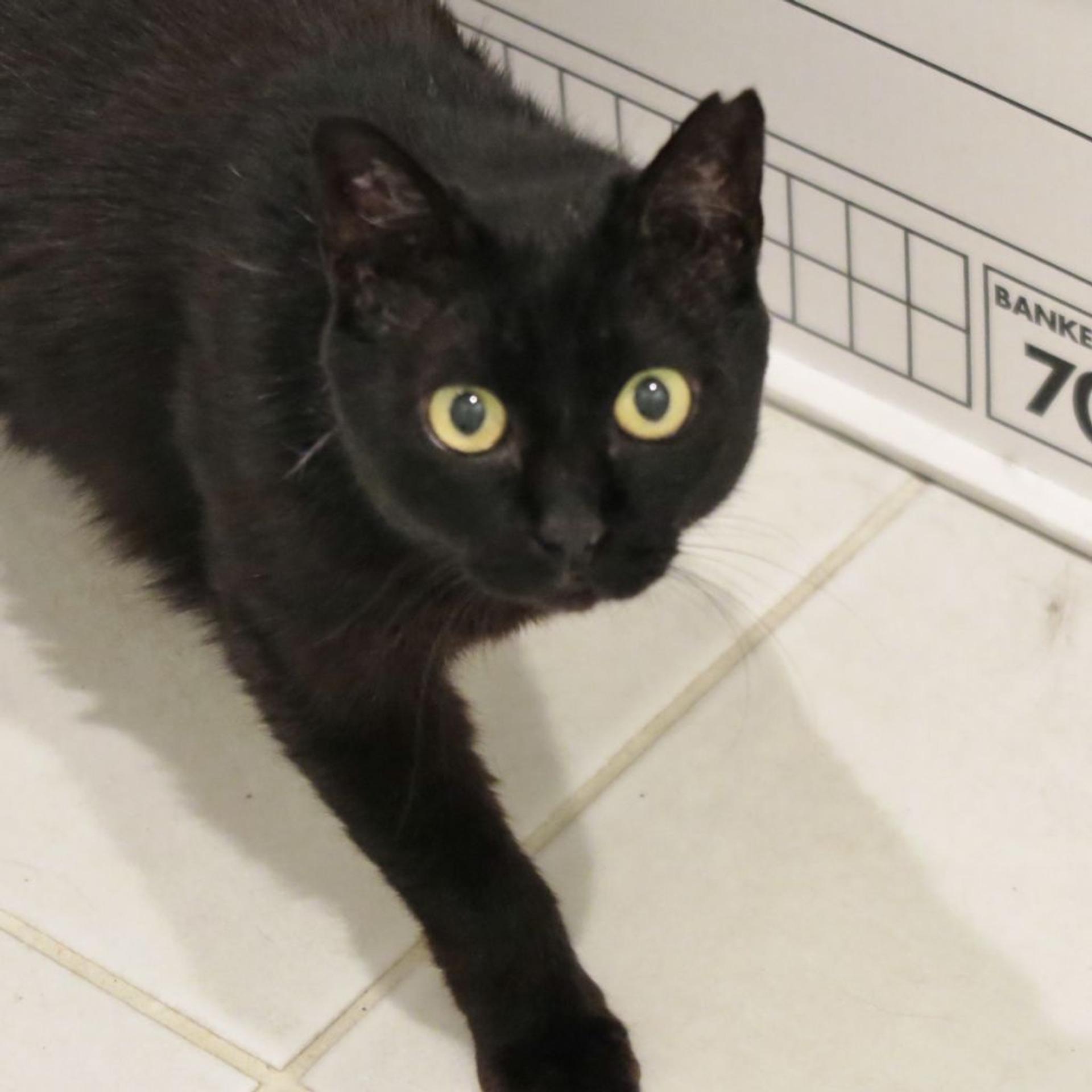 pet-image-3