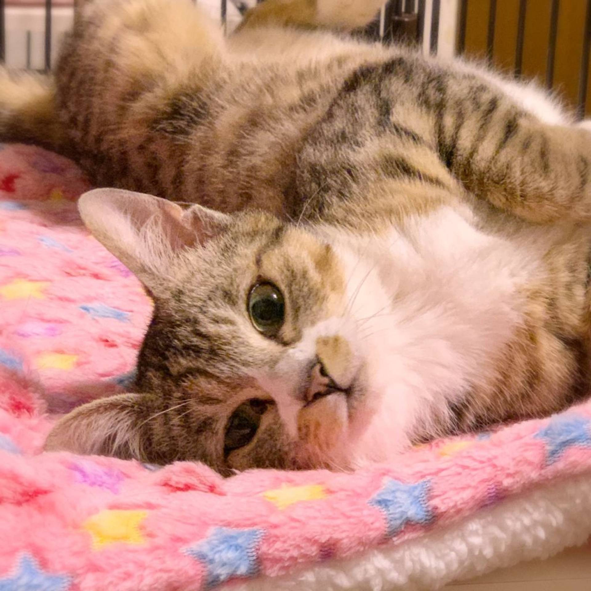 雑種（ミックス猫）・メスの里親募集の写真