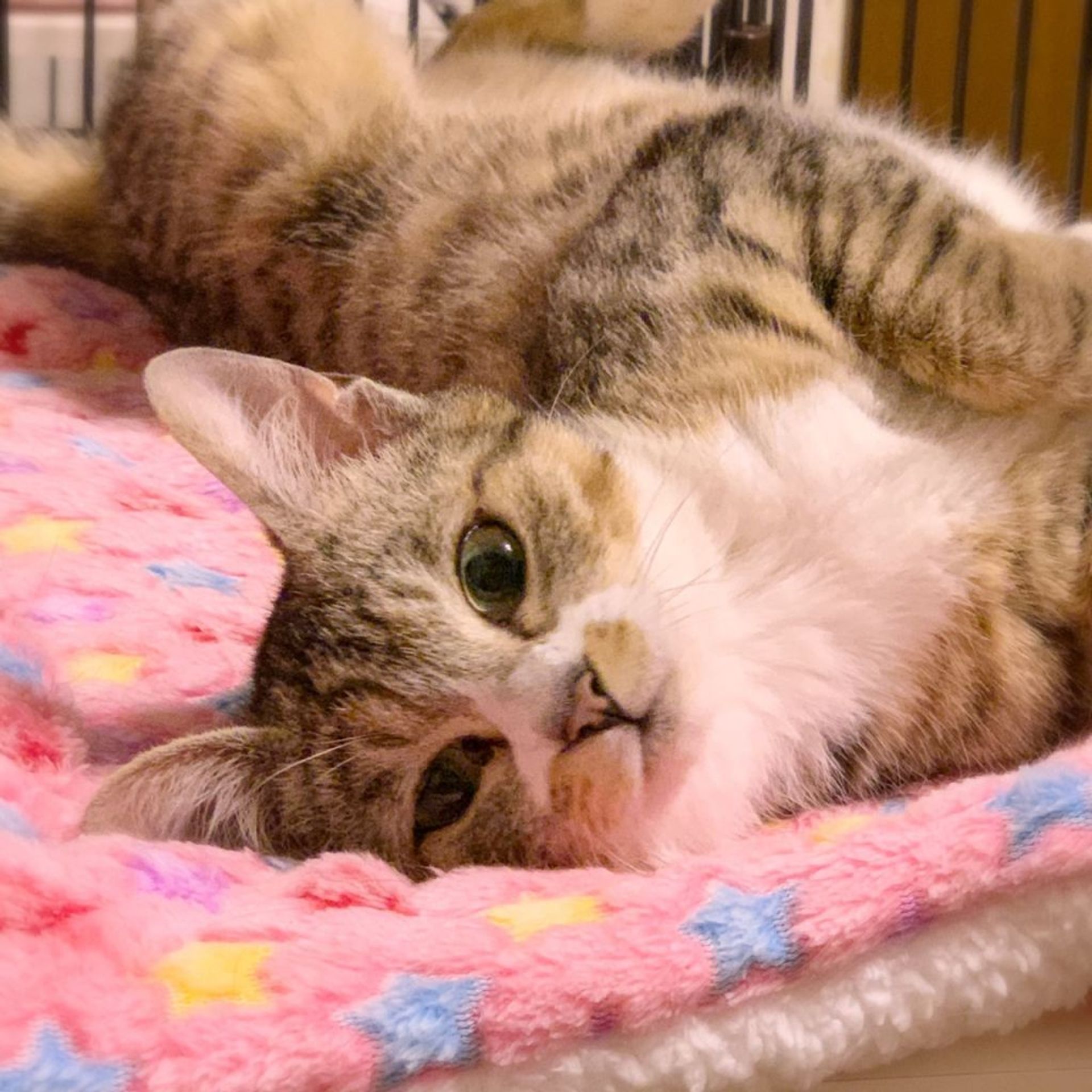 雑種（ミックス猫）・メスの里親募集の写真
