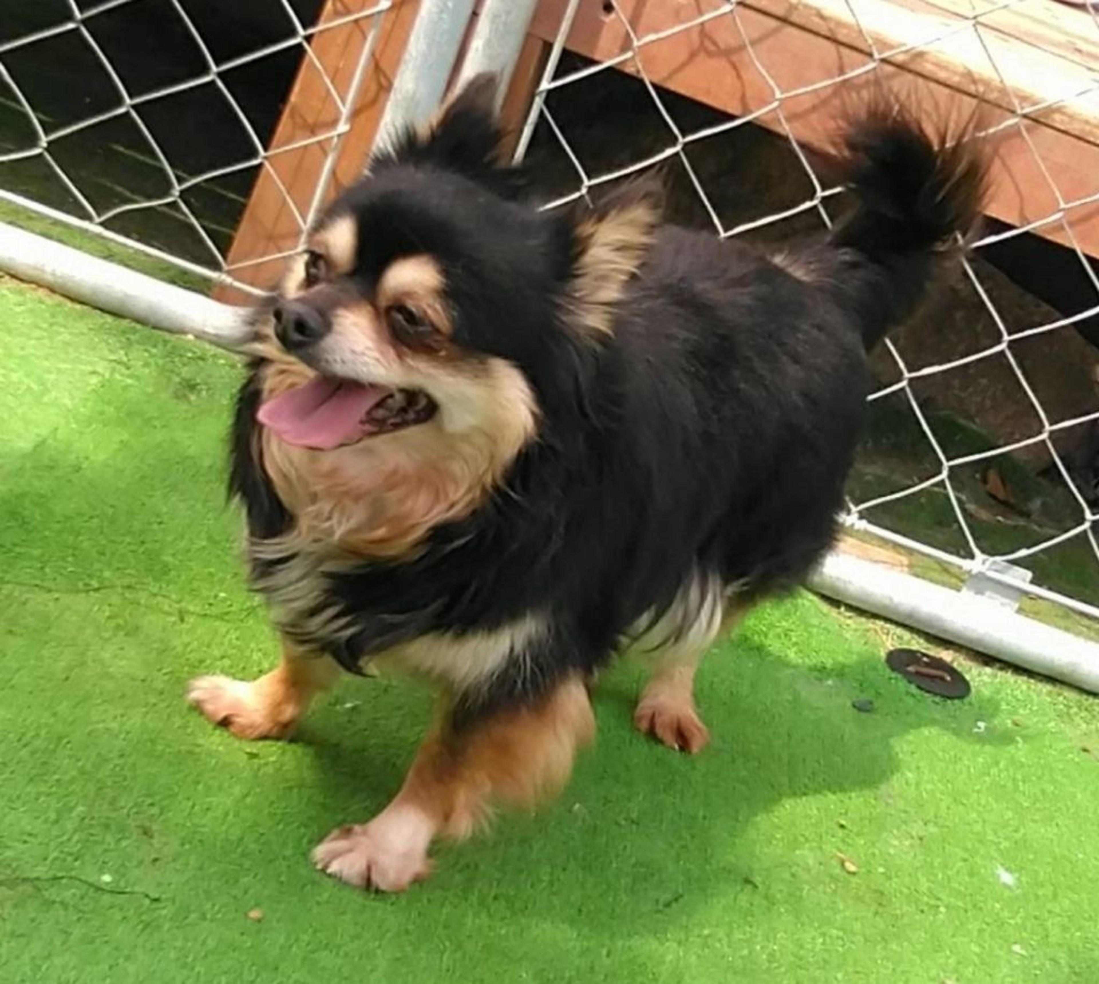 pet-image-2