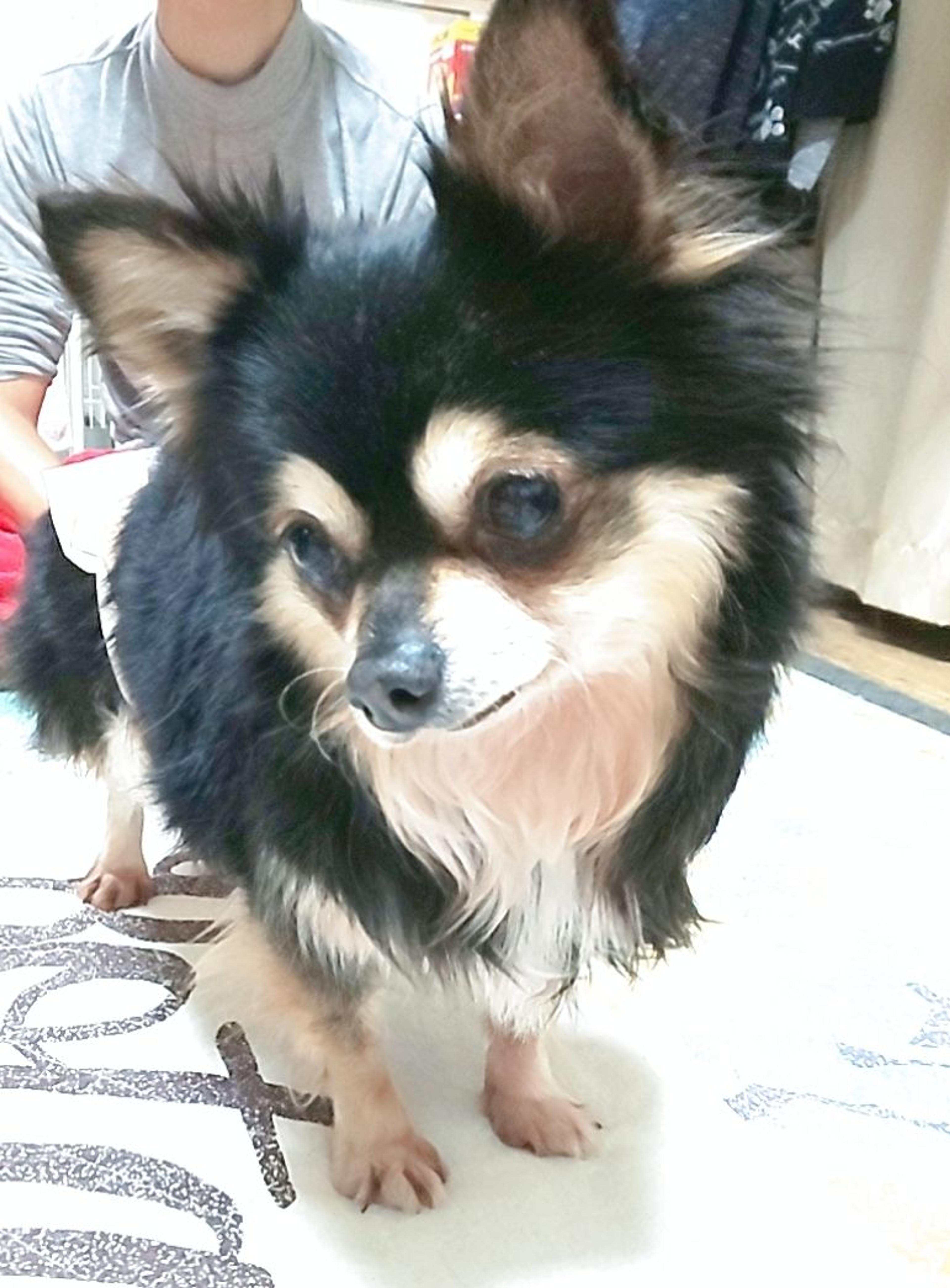 pet-image-3