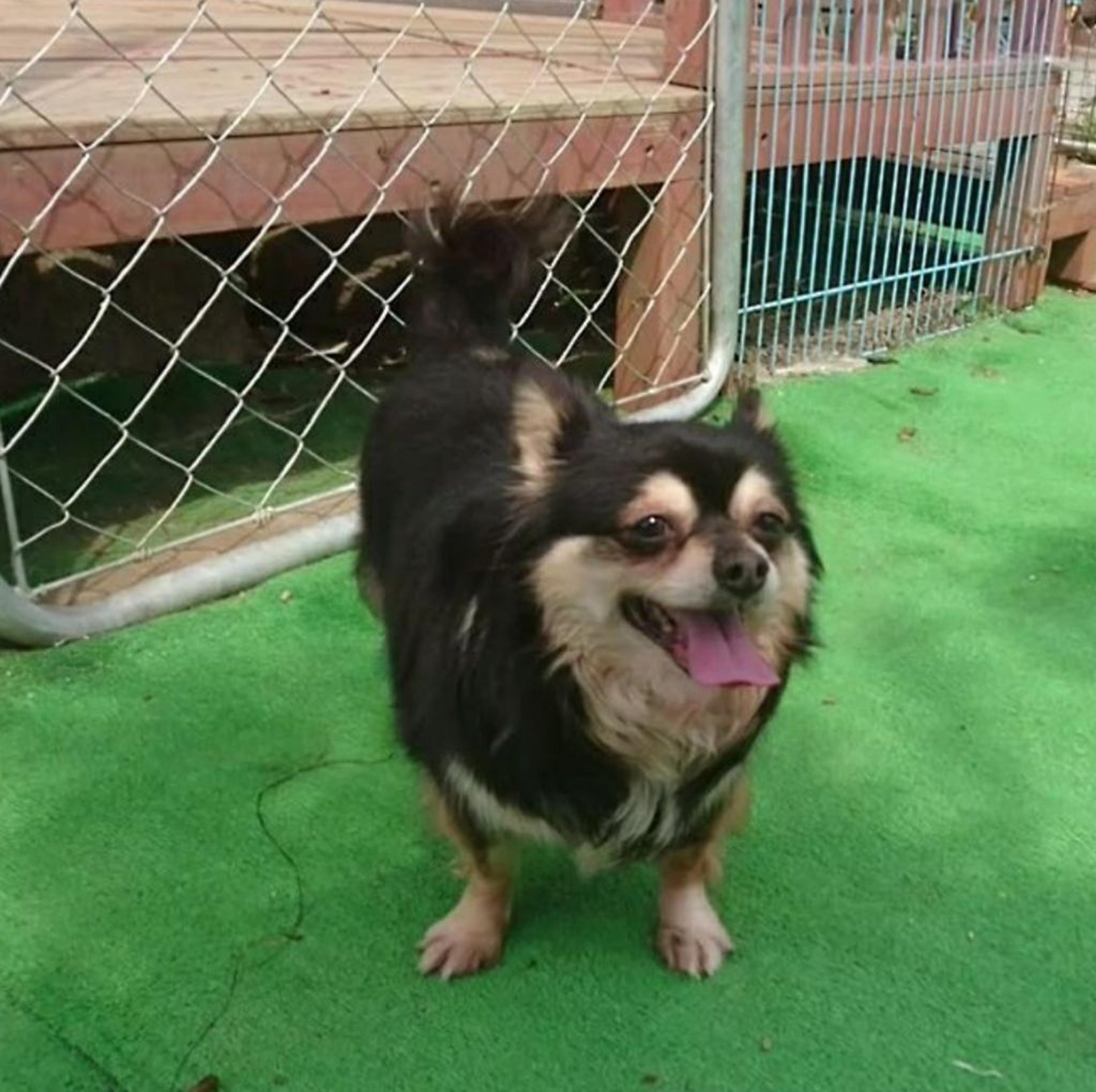 pet-image-4