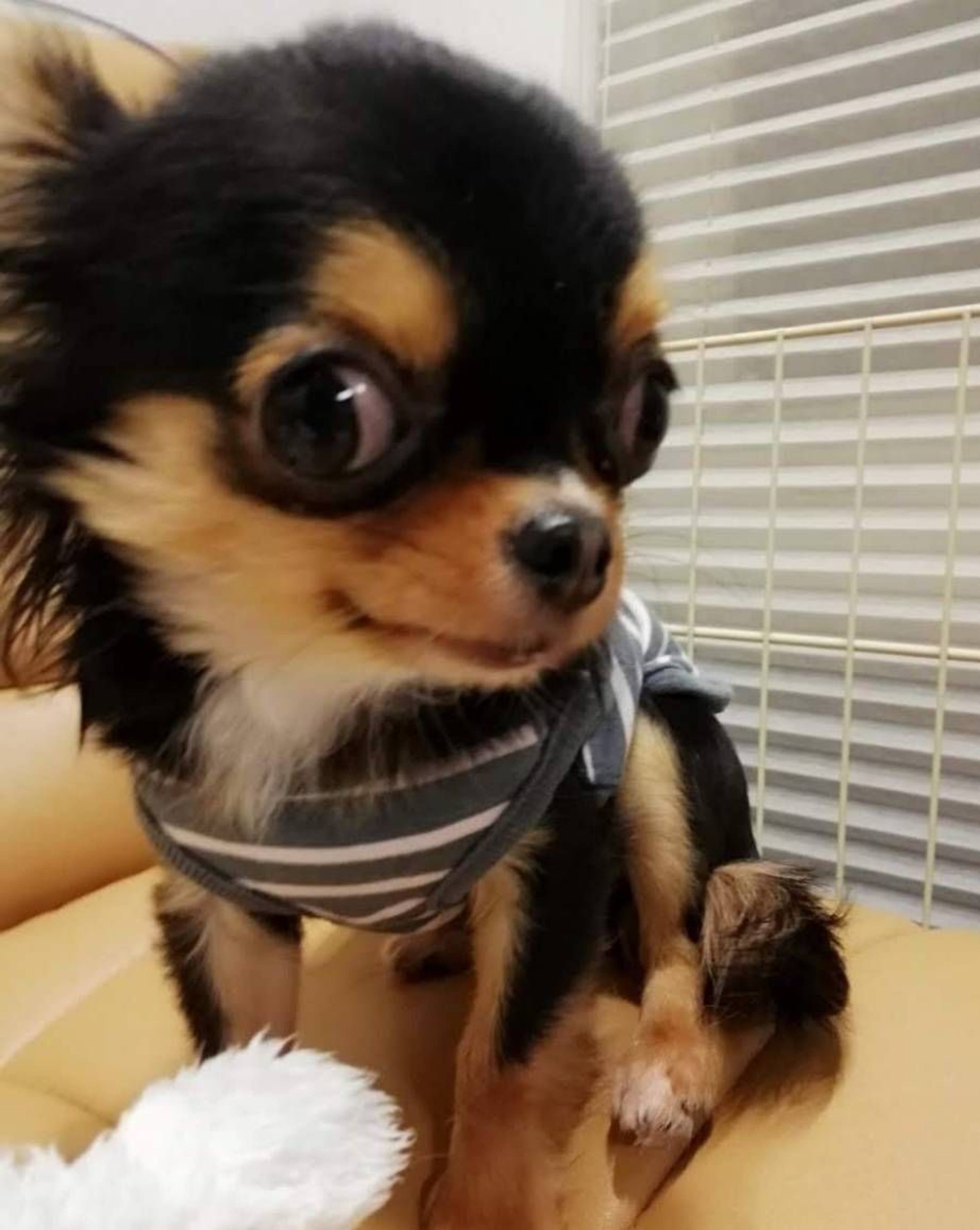 チワワ・メスの里親募集の写真
