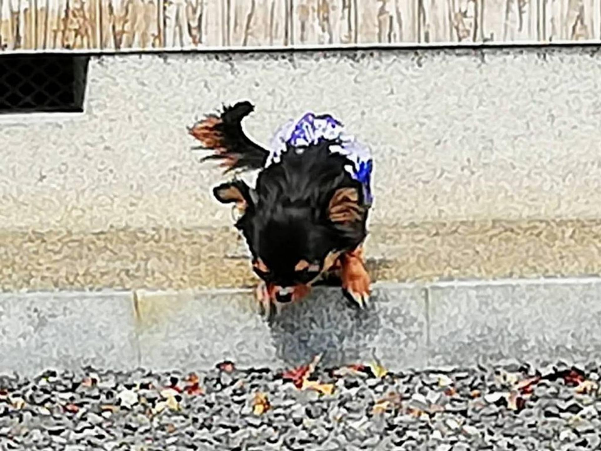 pet-image-4