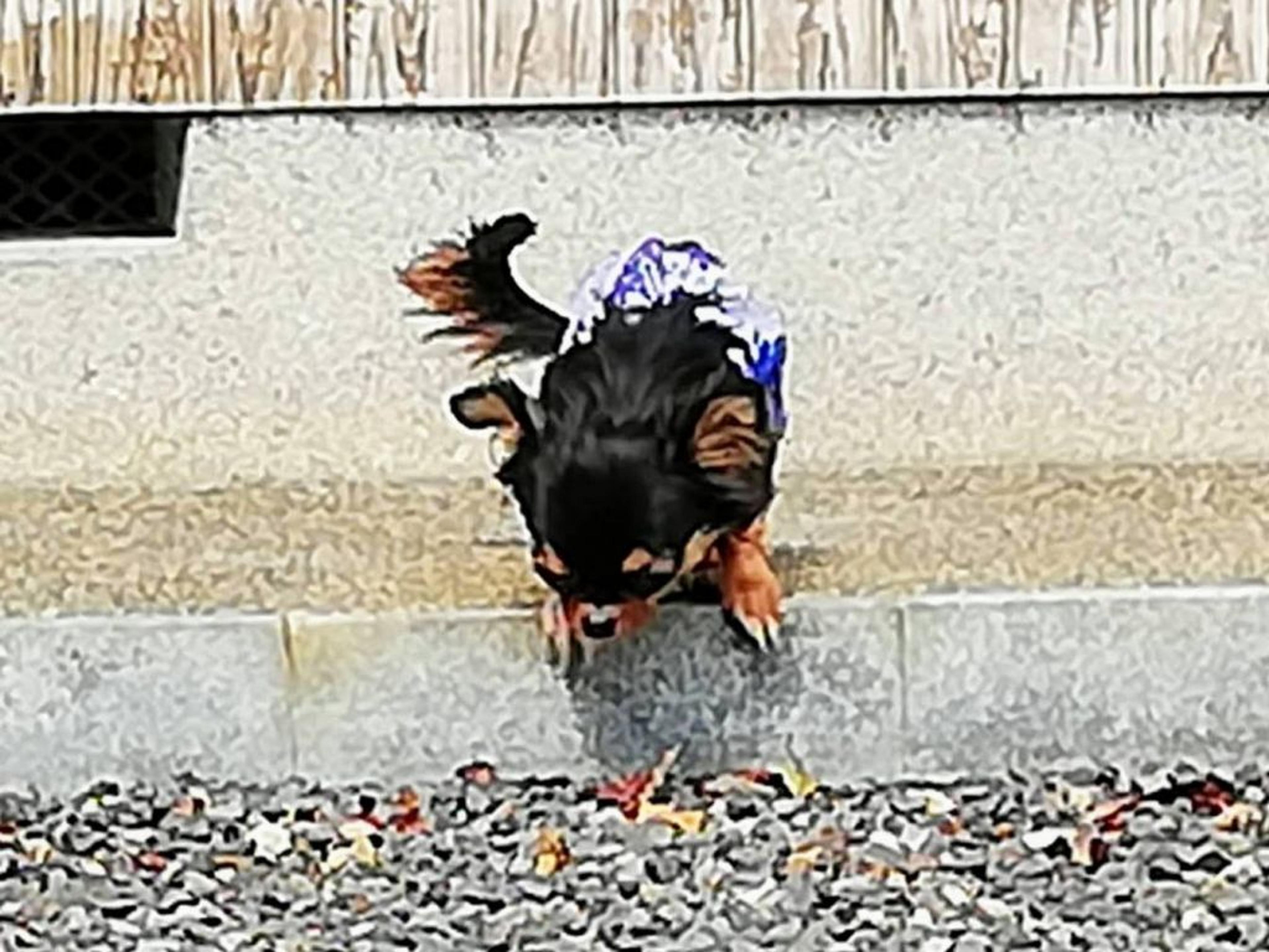 pet-image-4