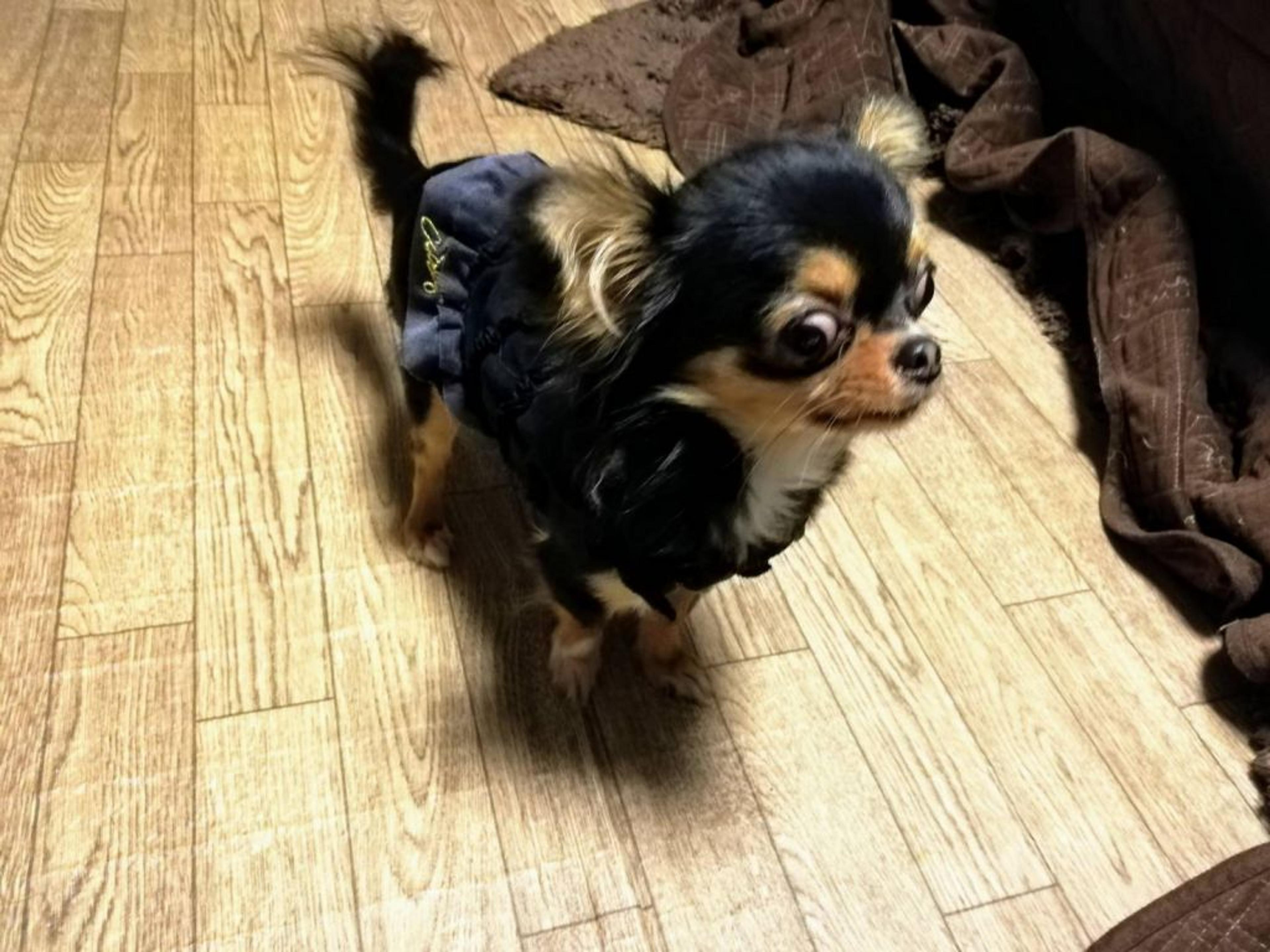 pet-image-6