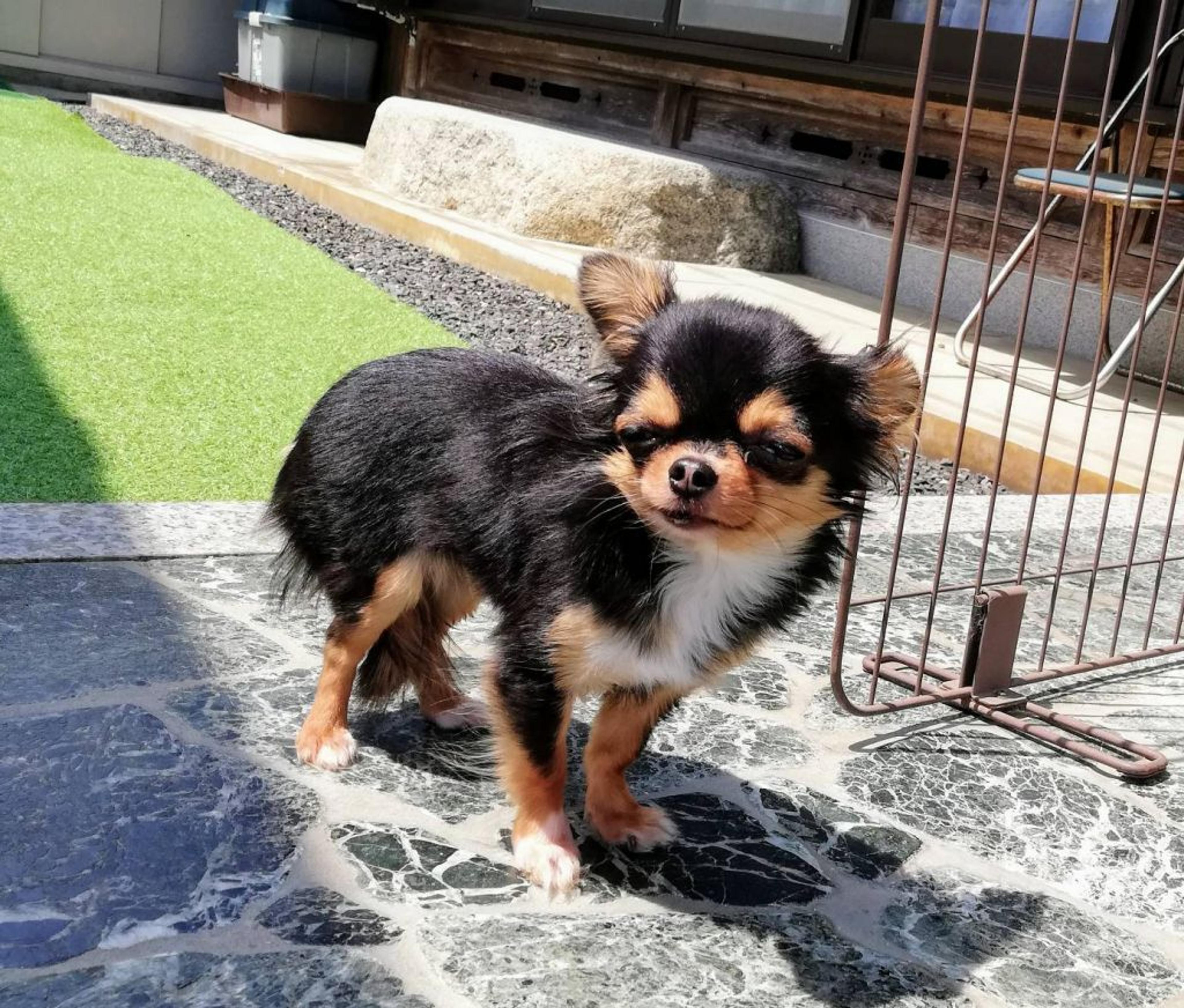 pet-image-8