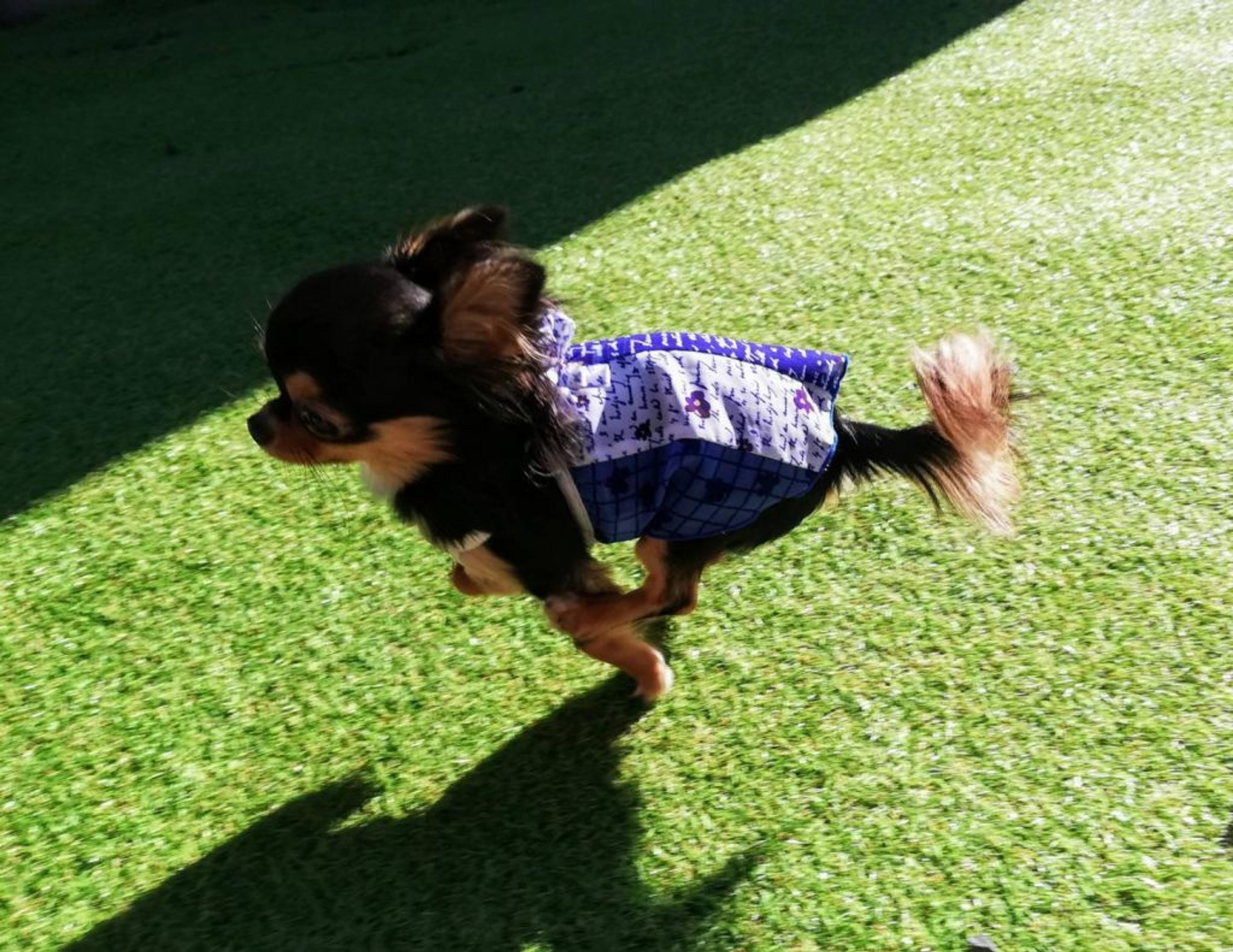 pet-image-9